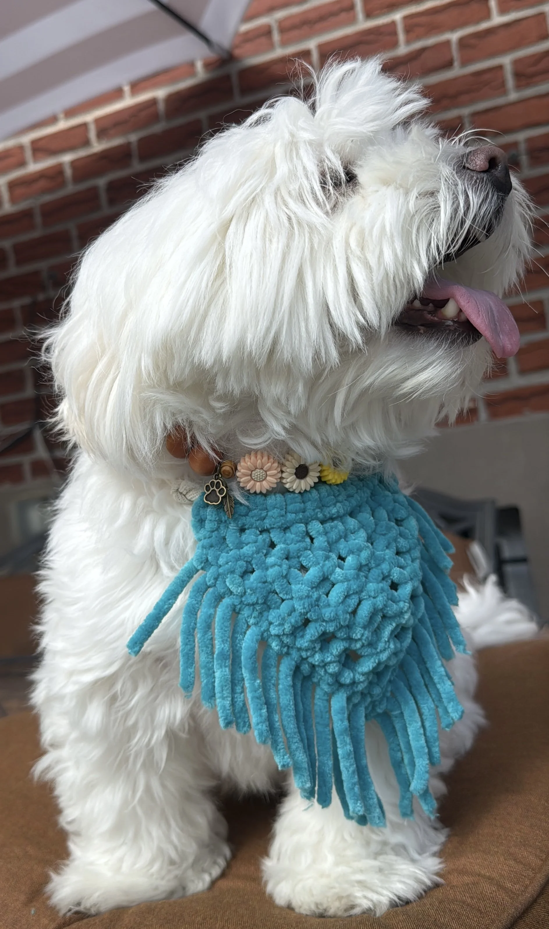 Canyon Bloom Pet Necklace