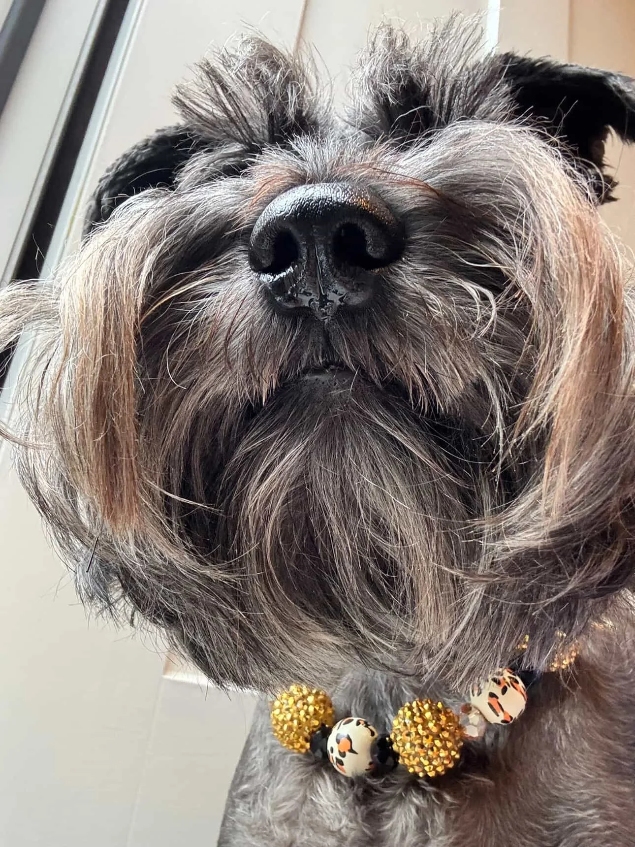 @ MySchnauzerCharlie