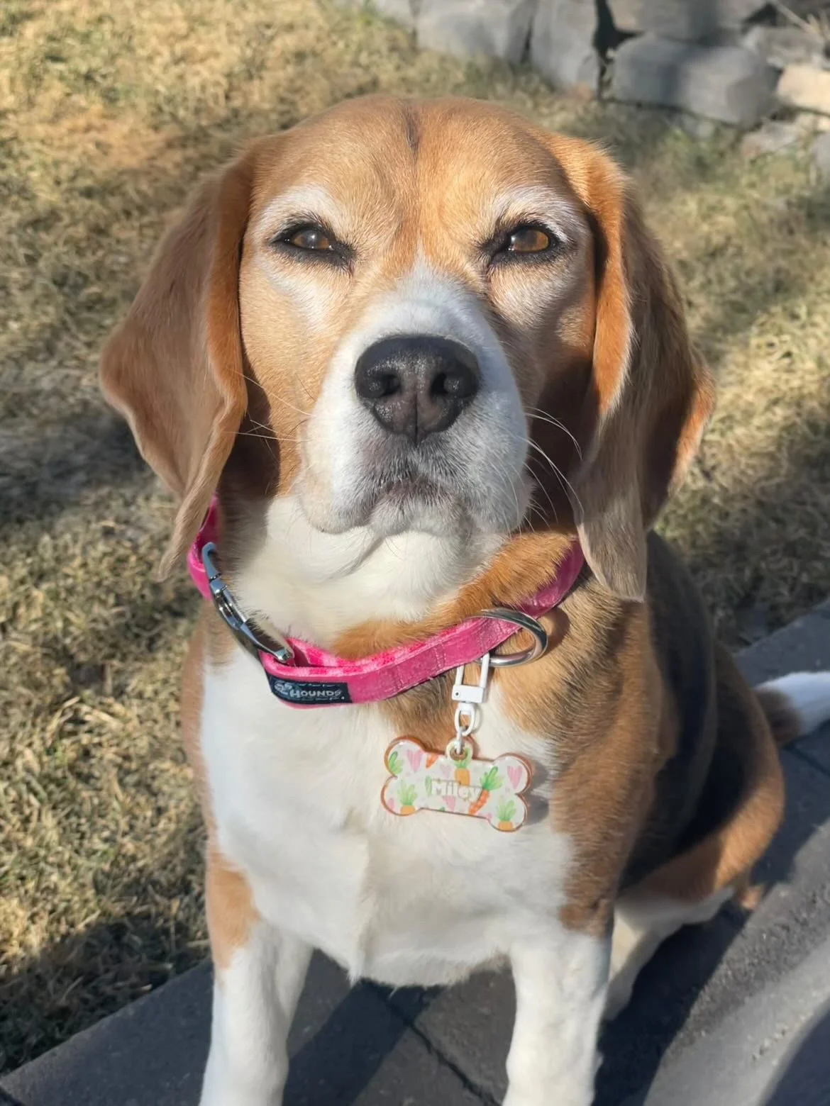 @ Miley_Wrecking_Ball_Beagle