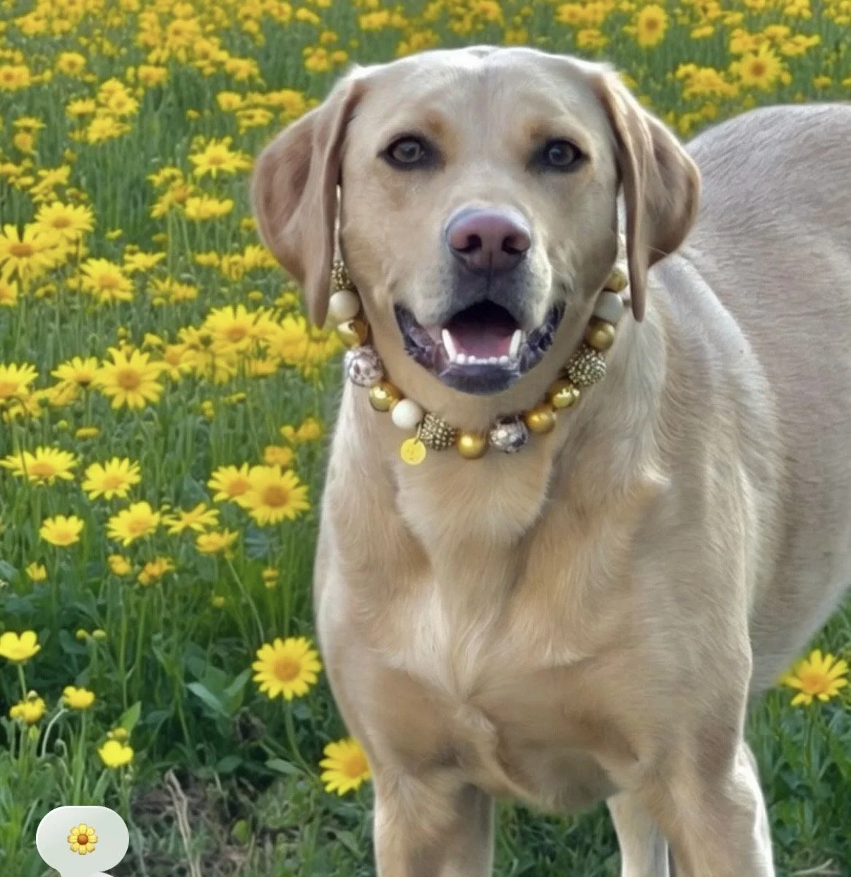 Gilded Paws  Pet Necklace