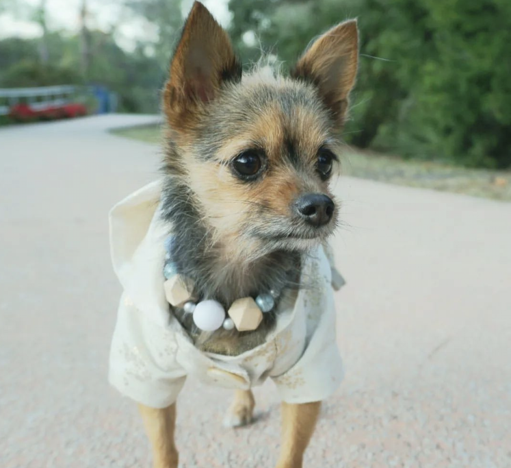Miley Jo the Chorkie sporting a Hoodie