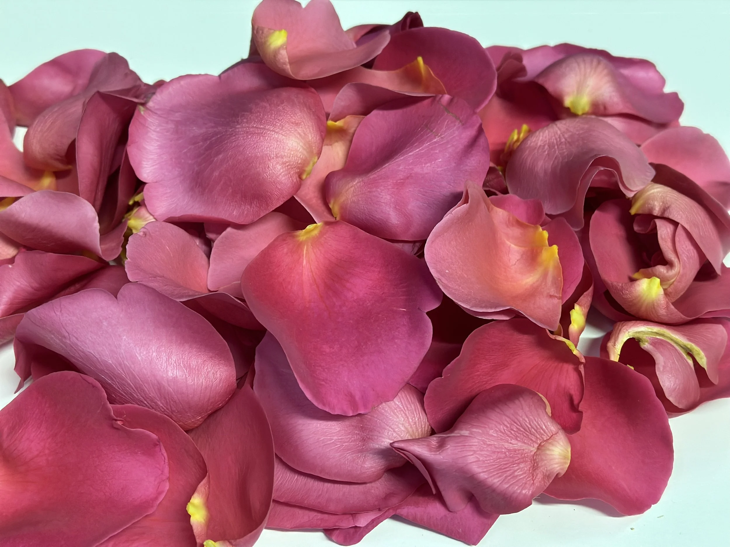 Romantic Rose Petals