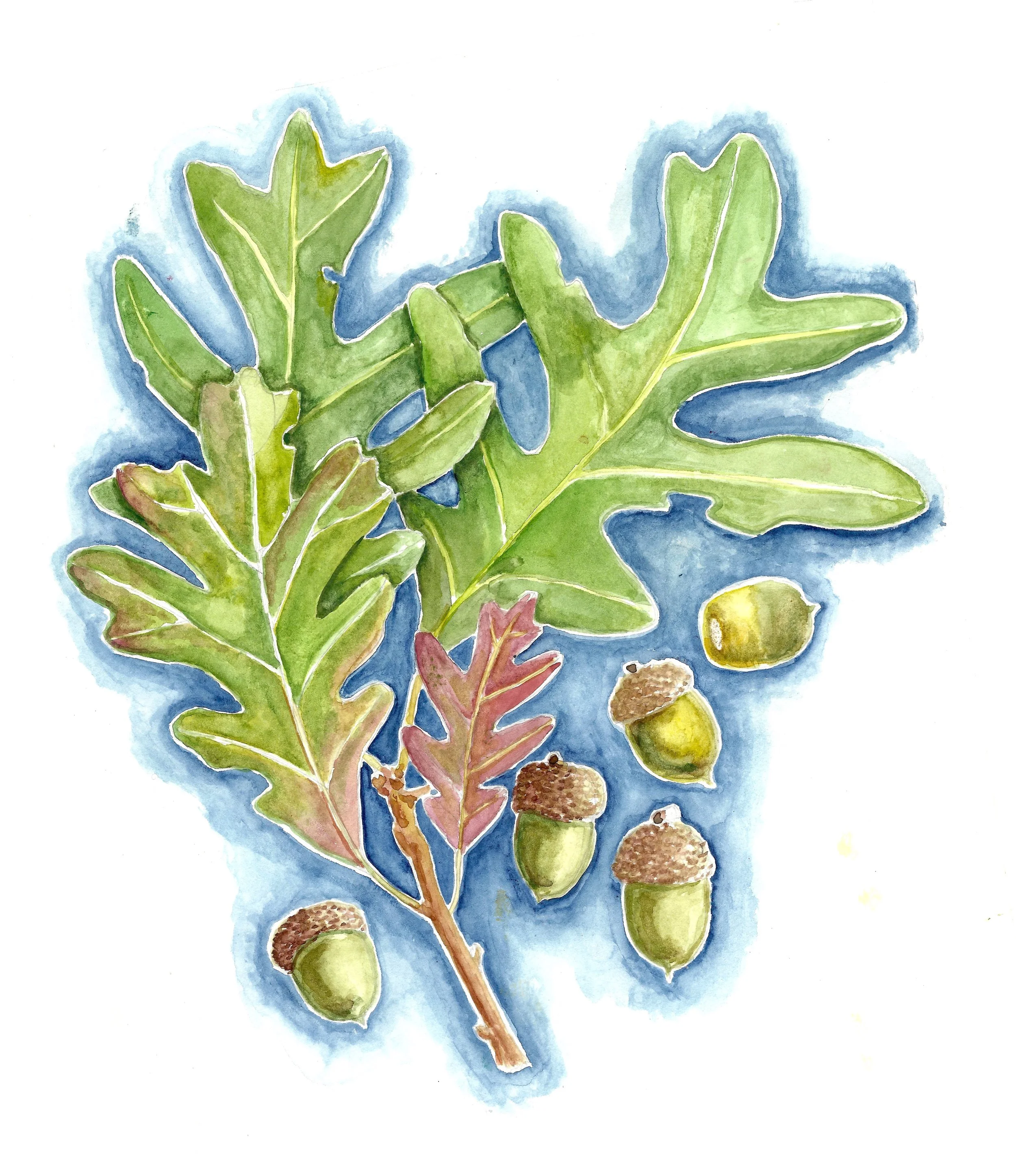 white oak with acorns painted 2 copy.jpeg