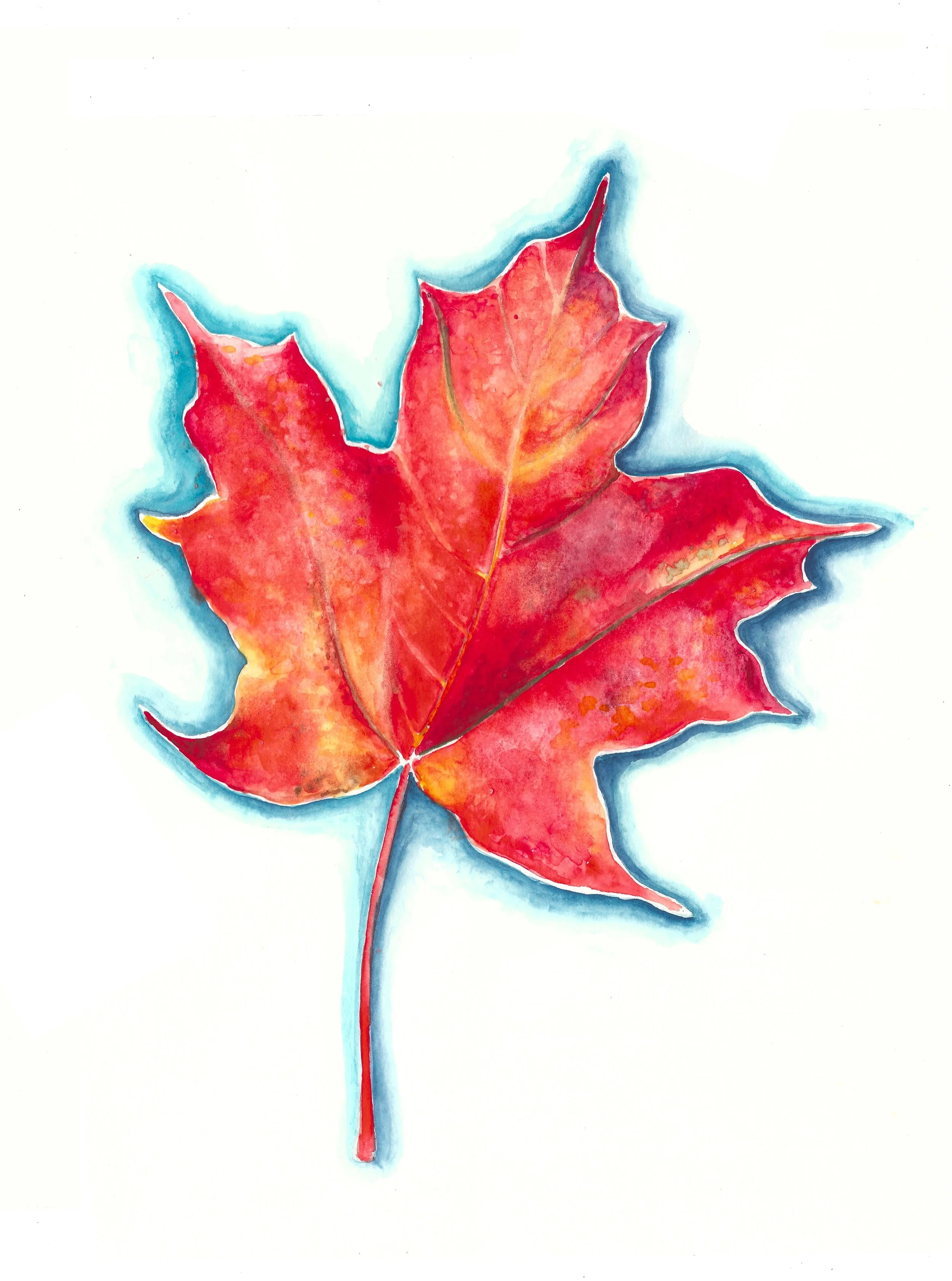 sugar maple leaf.jpeg