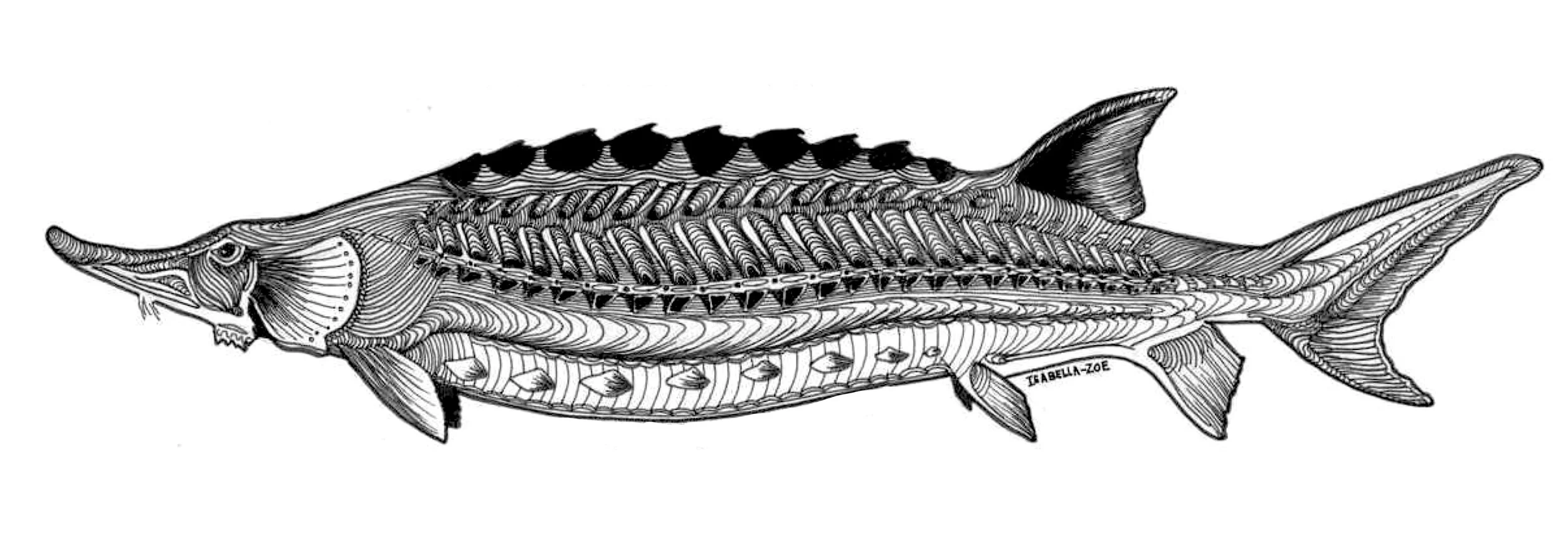 Atlantic Sturgeon