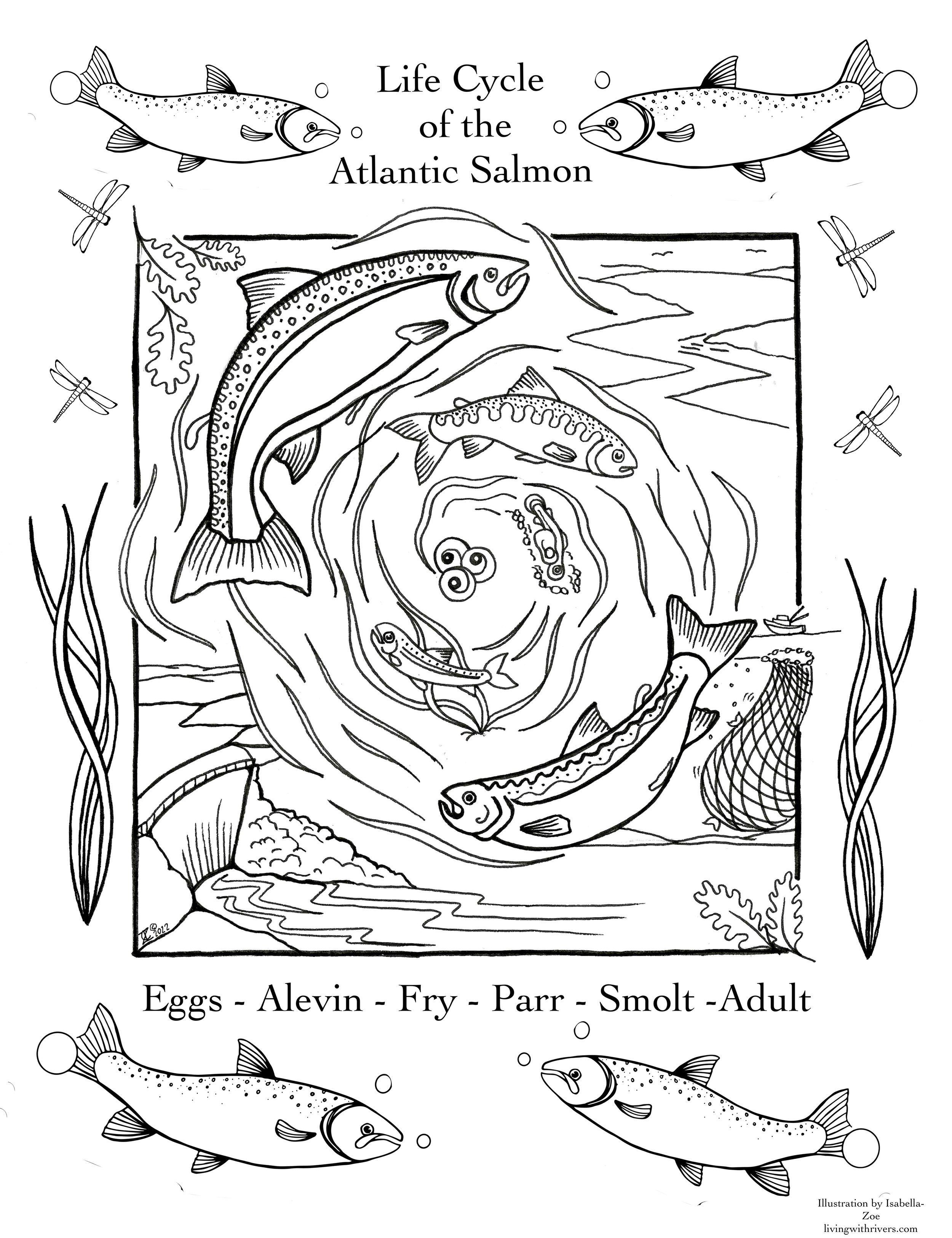 Coloring Pages- Life cycle of Atlantice Salmon.jpg