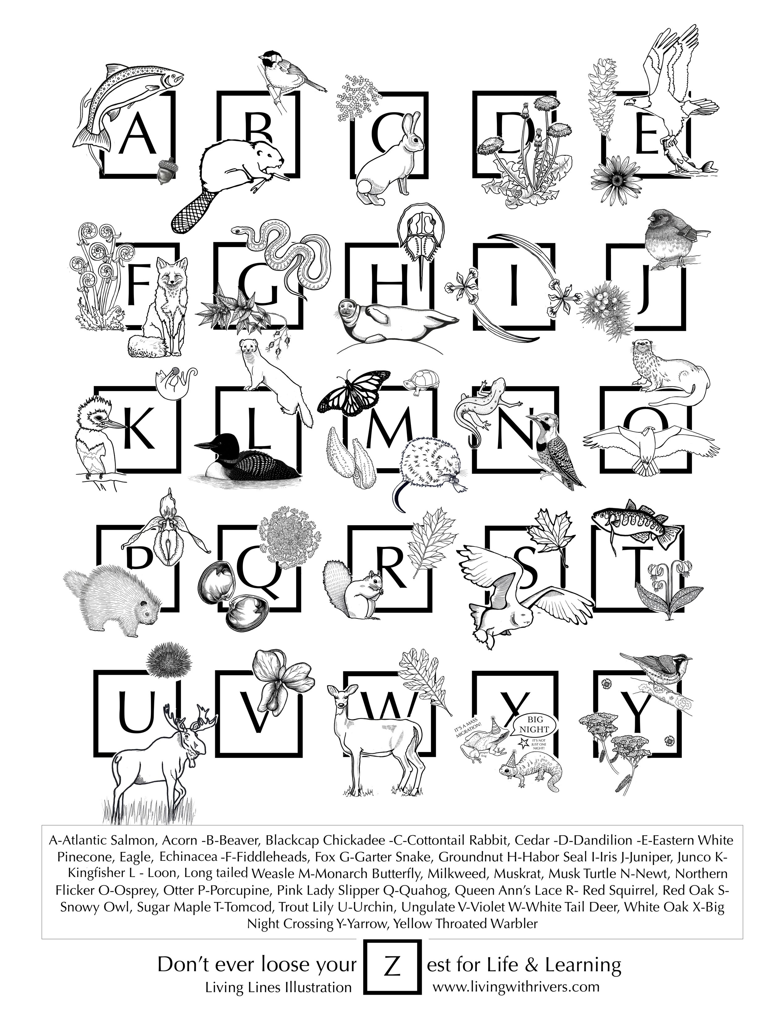 Abc's Horizontal ABC’s Poster — Living lines