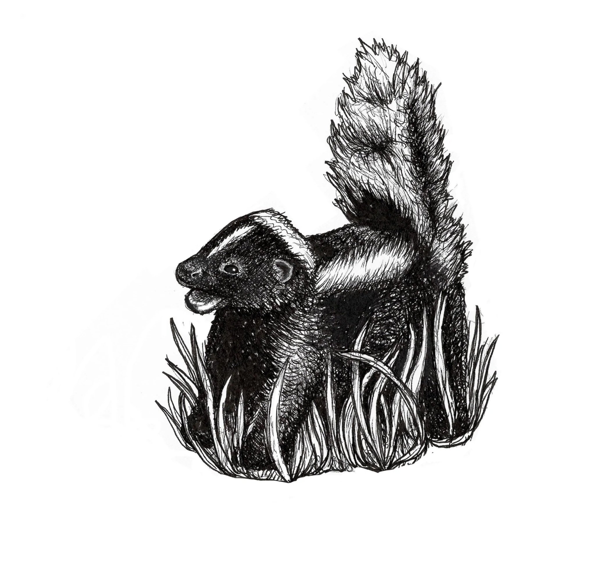 cursed+baby+skunk.jpg