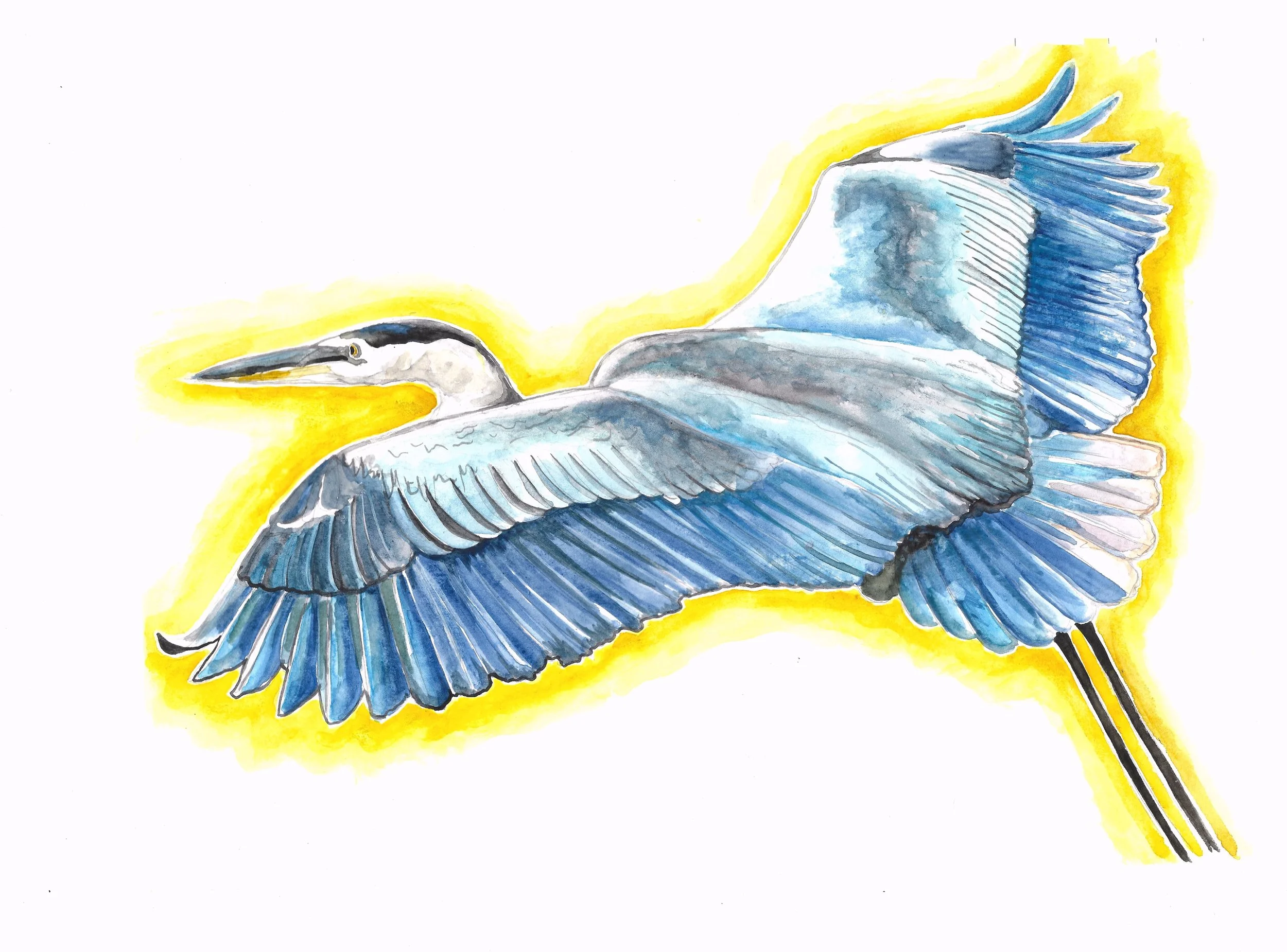 blue heron painted 2.jpeg