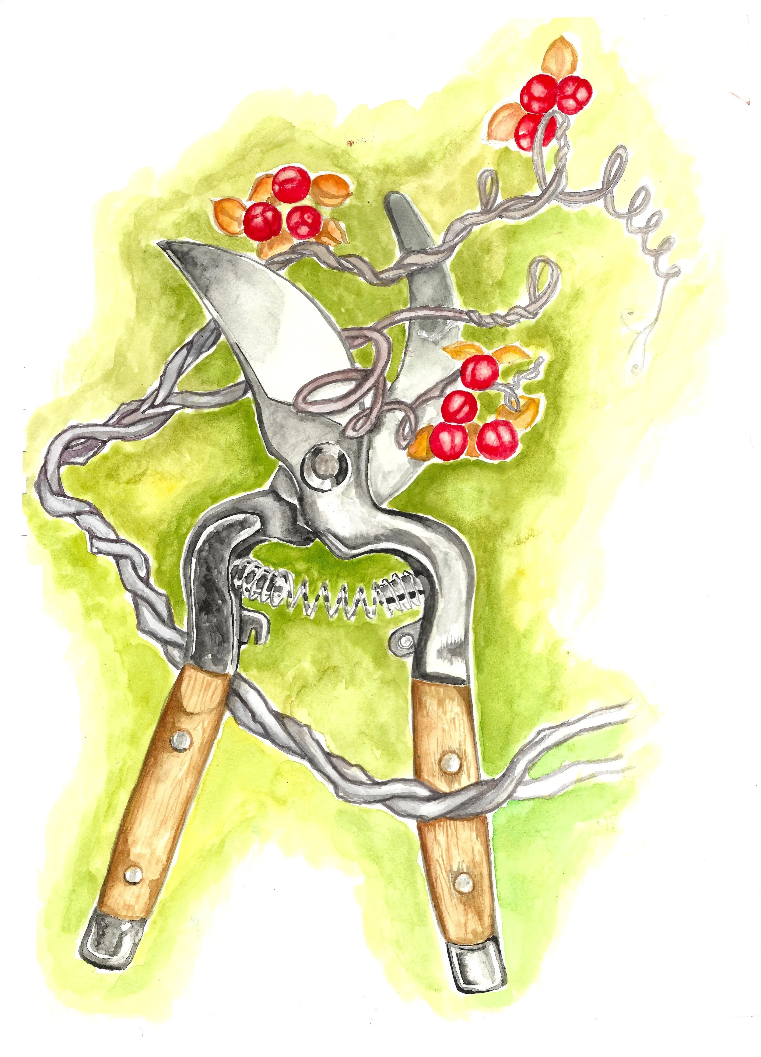 bittersweet with clippers.jpeg