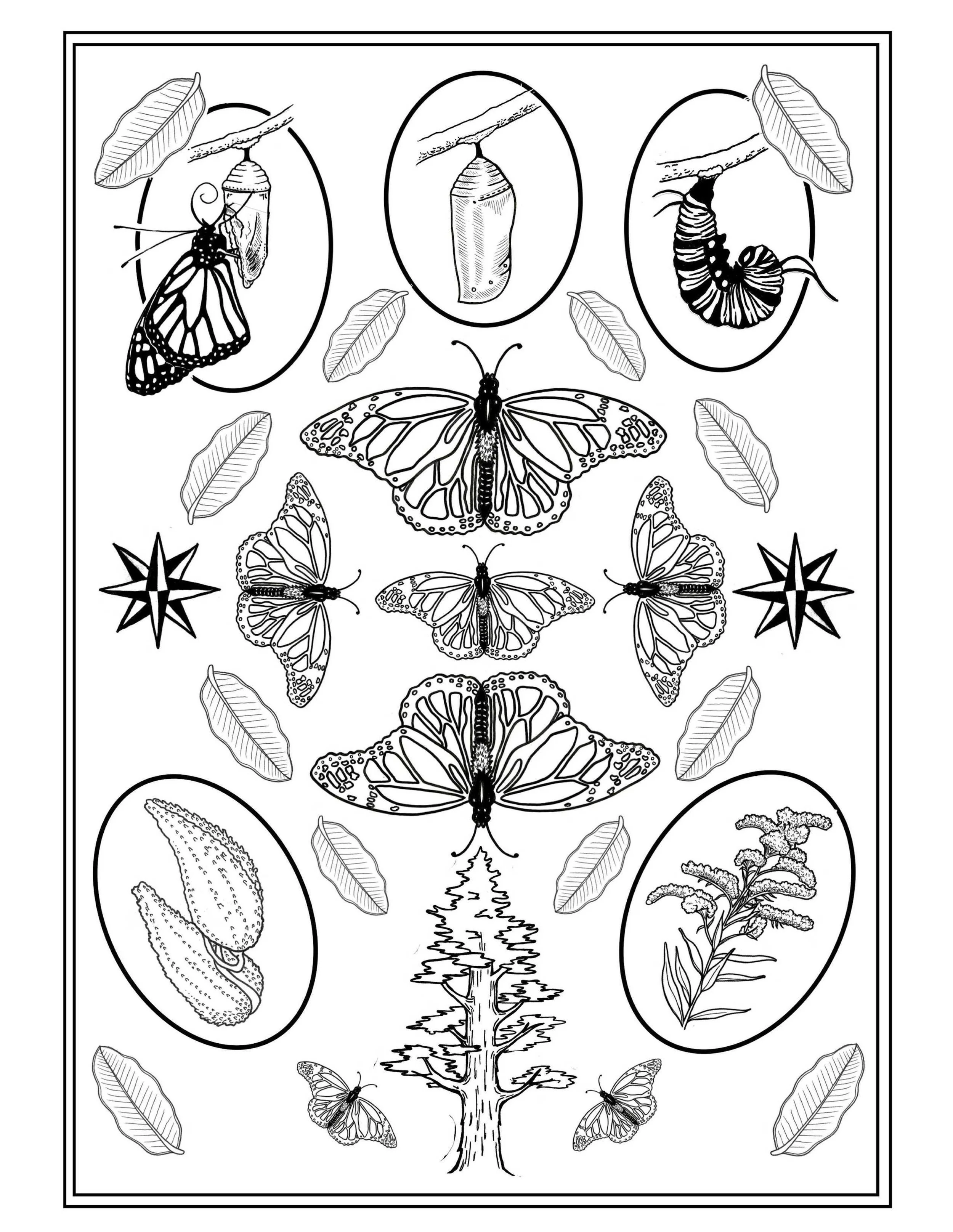monarch large coloring page.jpg