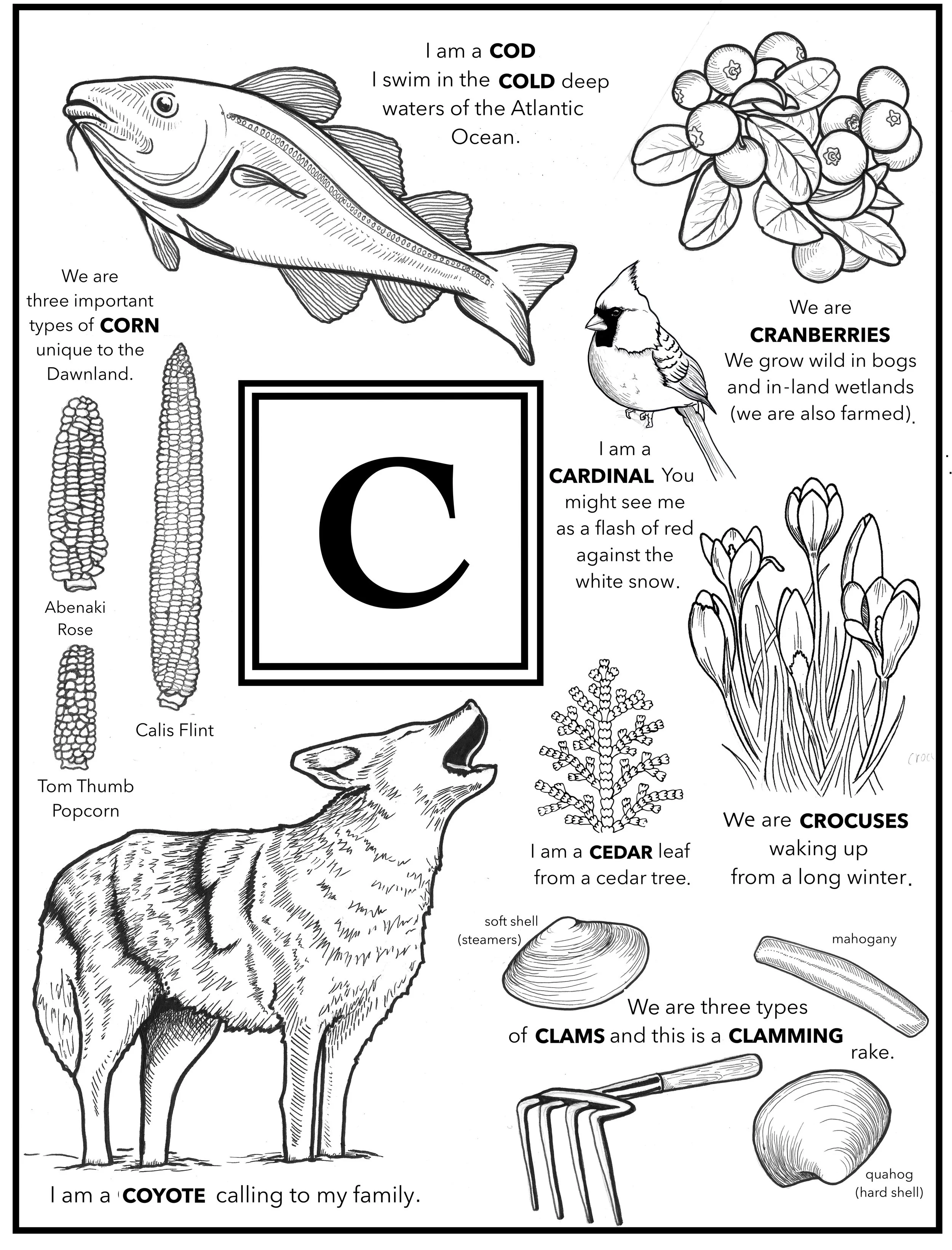 ABC card - C page.jpg