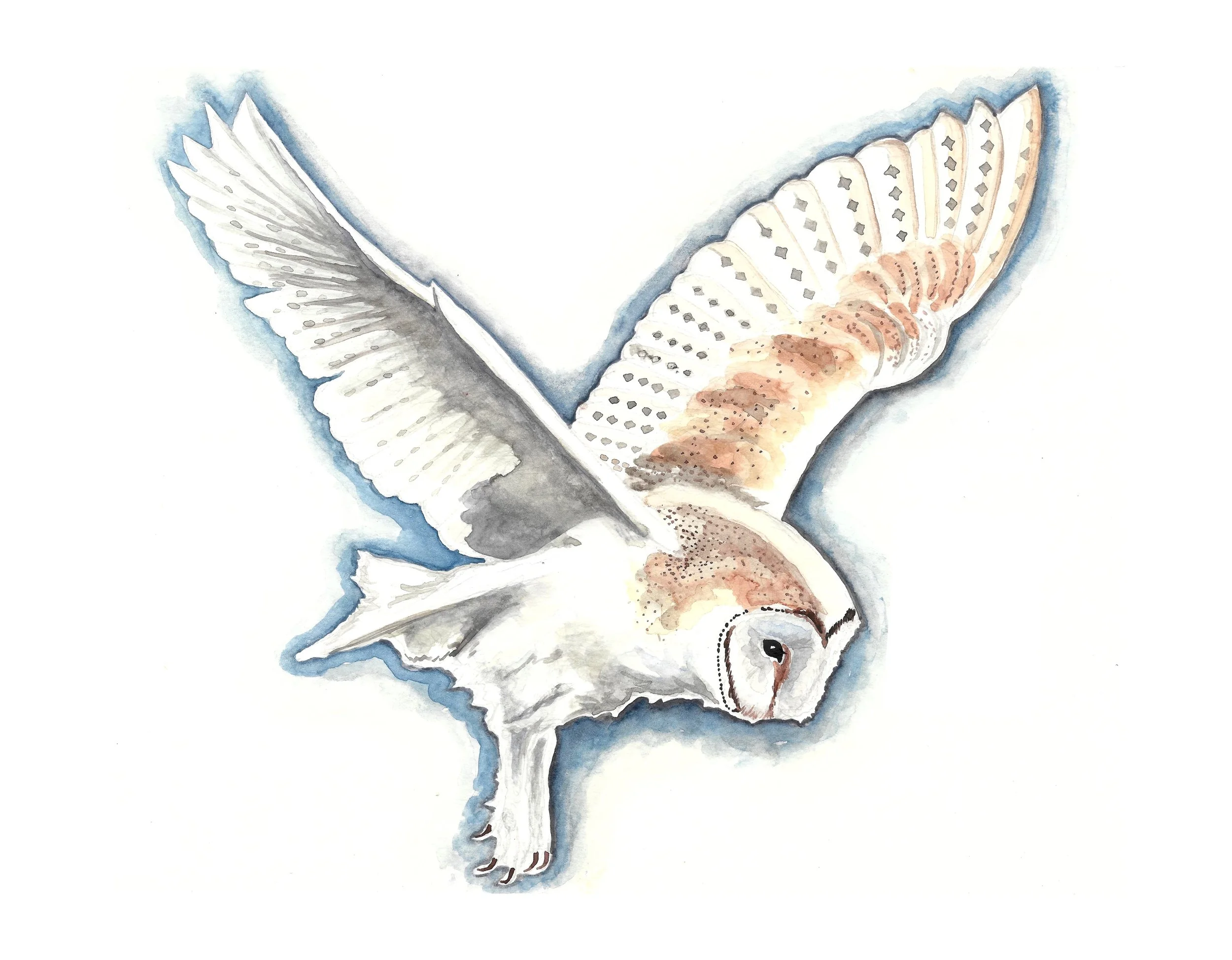 barn owl painted copy.jpeg