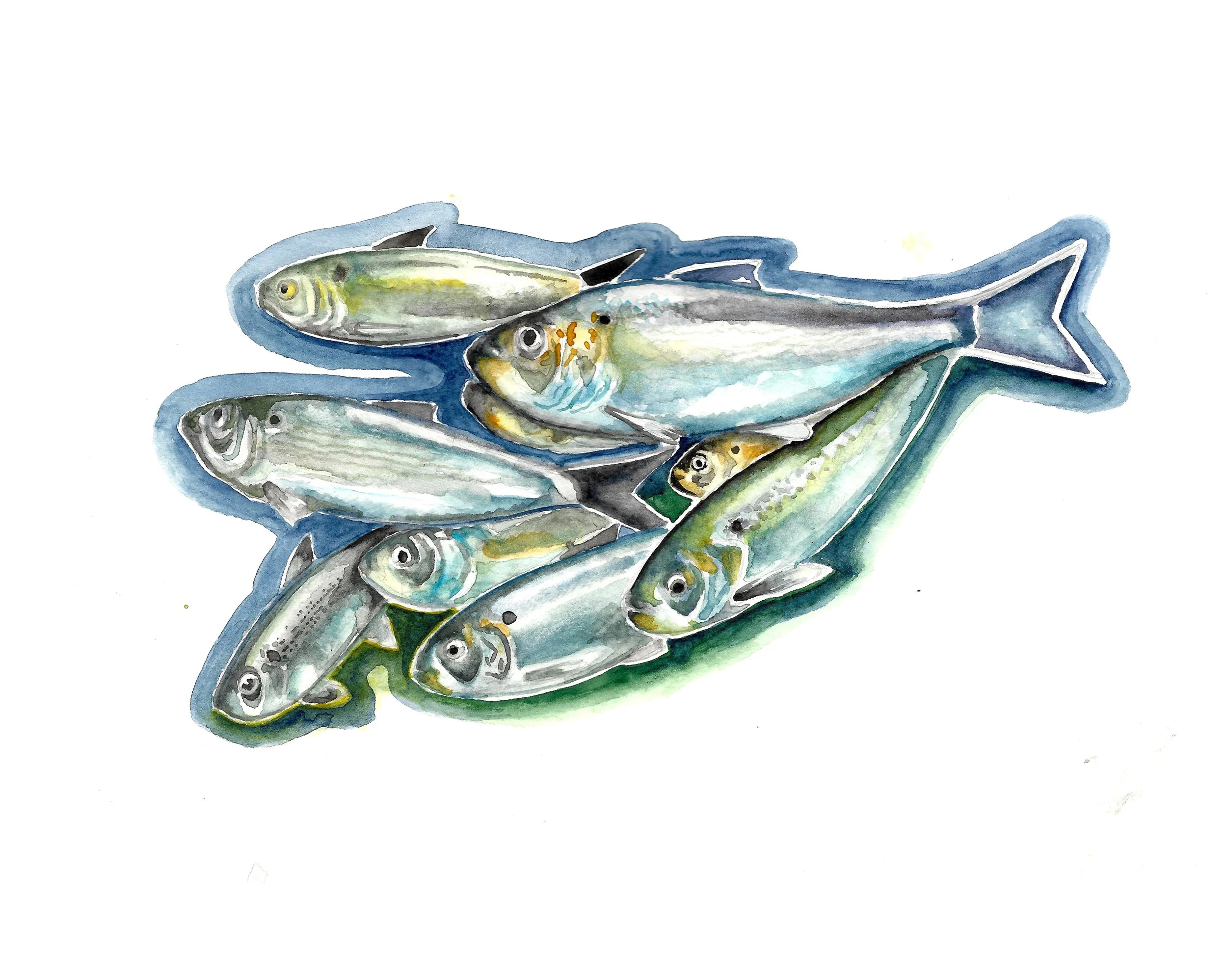 alewives outline.jpeg