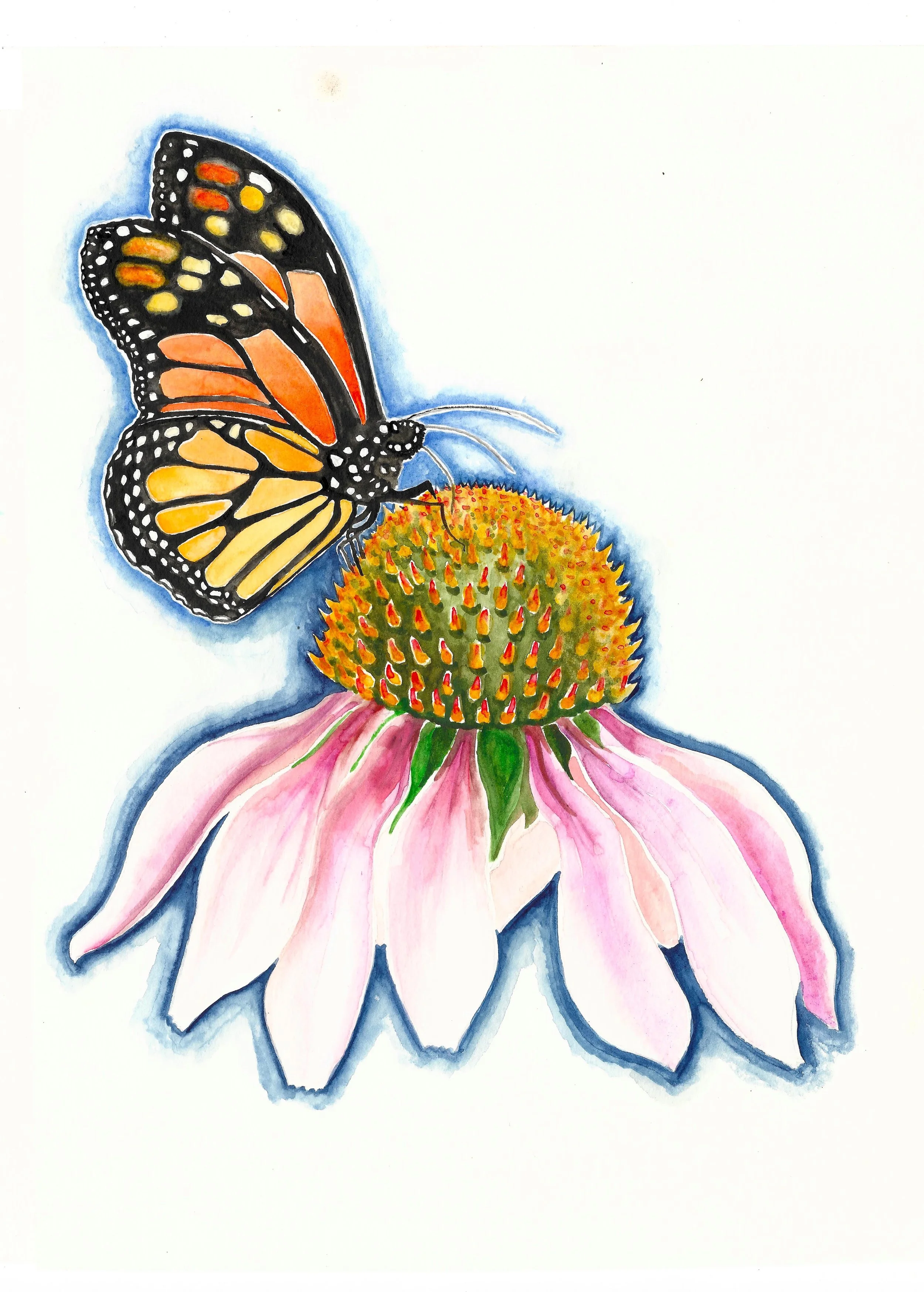 monarch on echinasea.jpeg