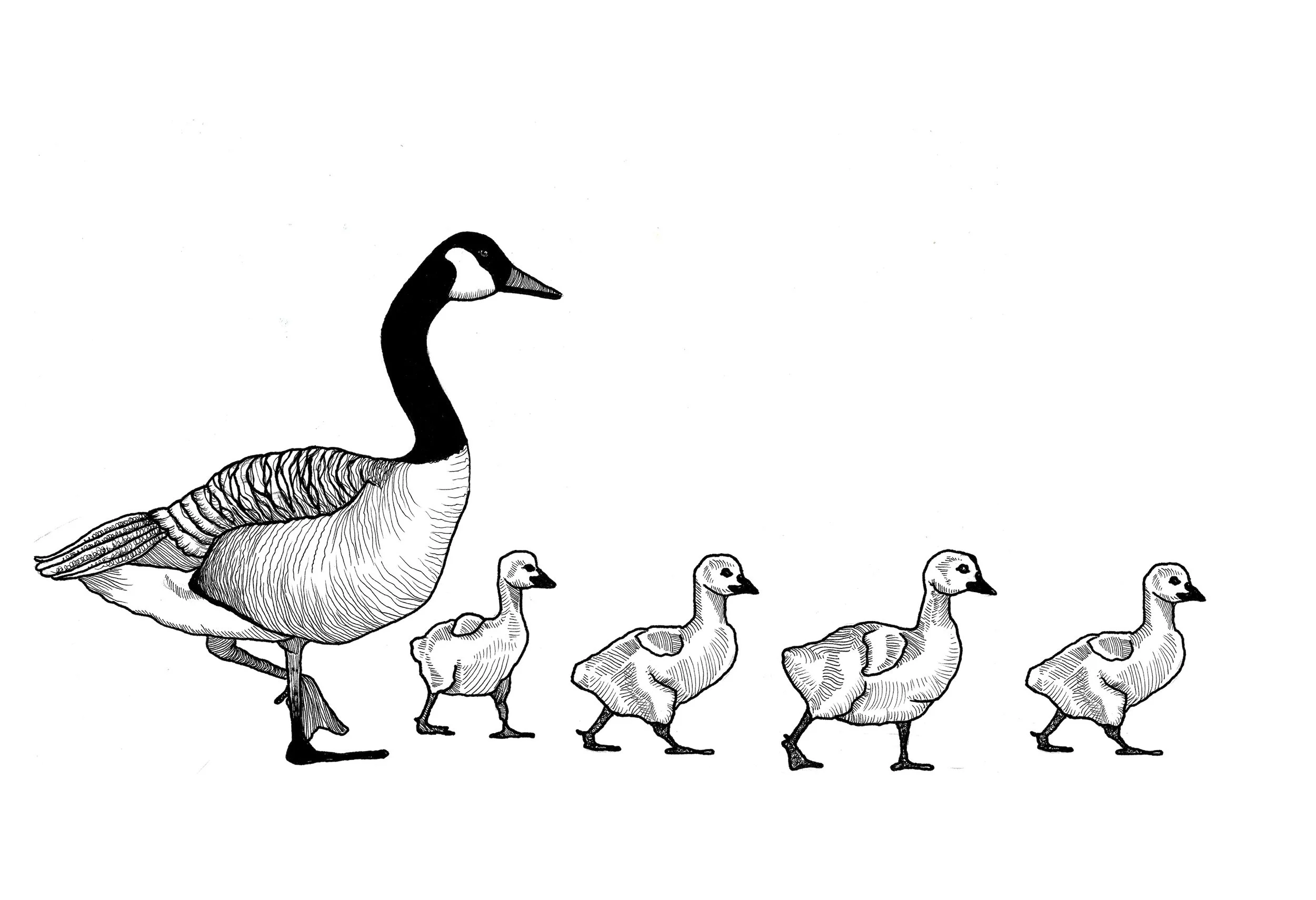 geese and goslings.jpeg