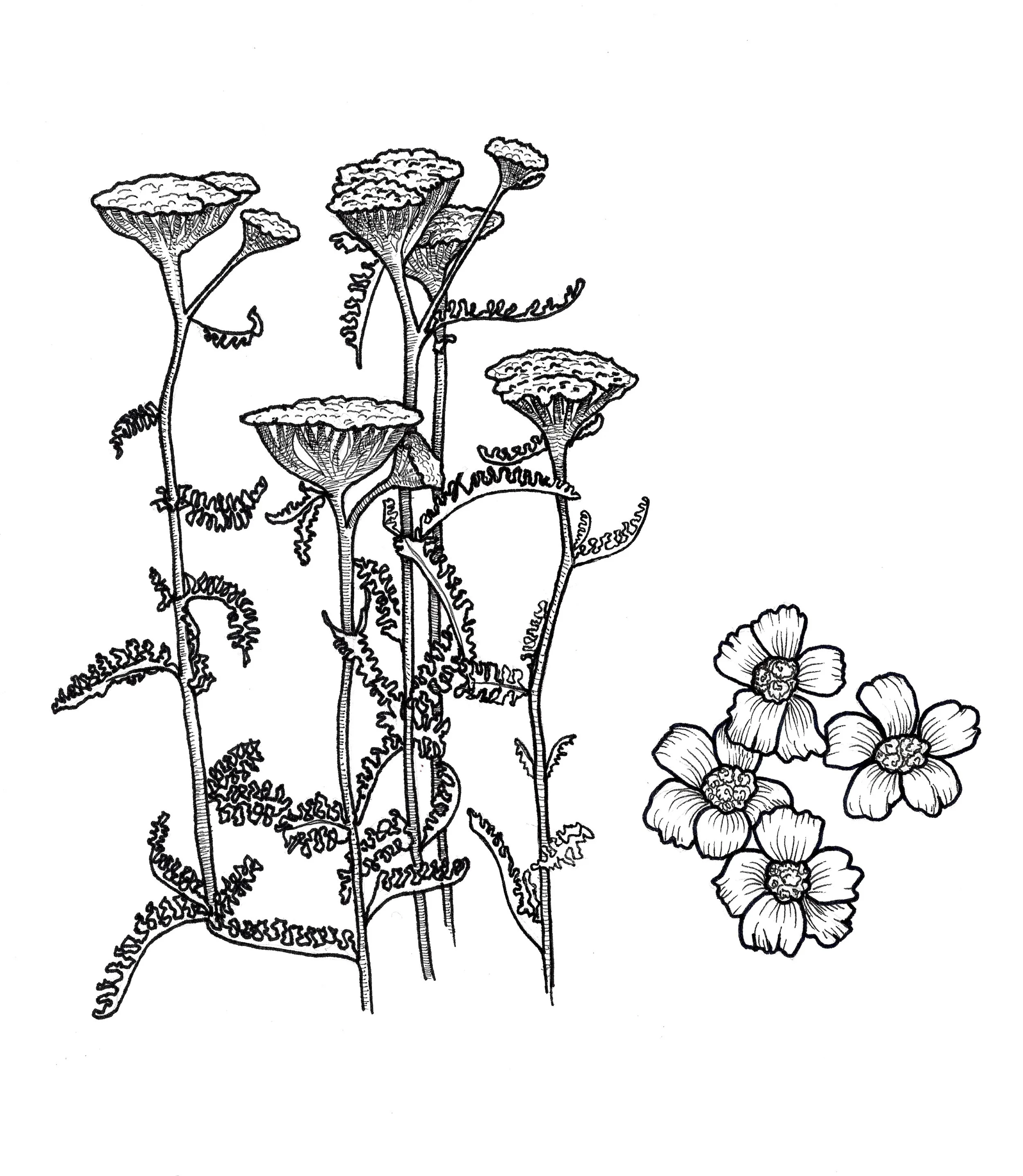 yarrow 2.jpeg