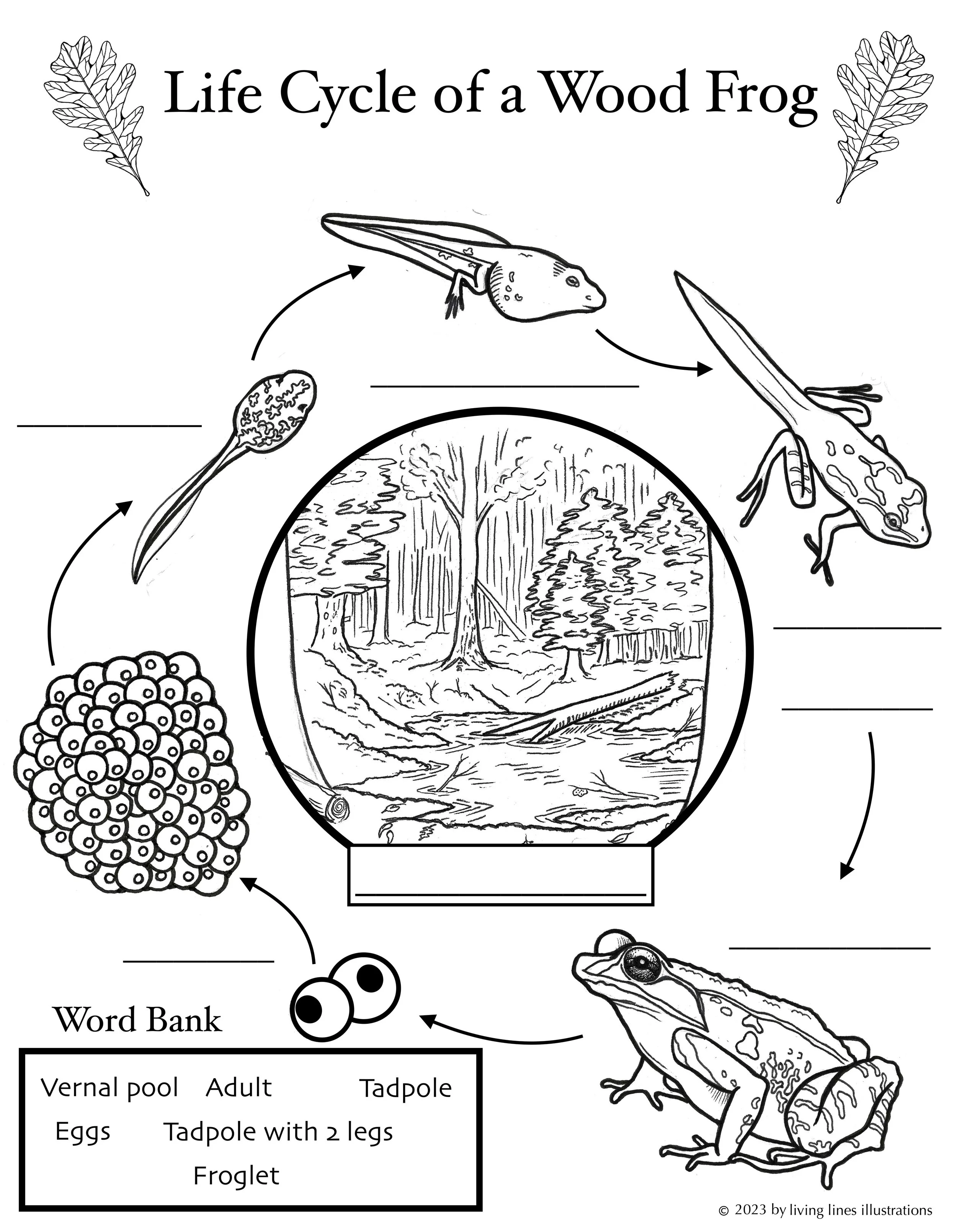 Life cycle pg - Wood frog.jpg