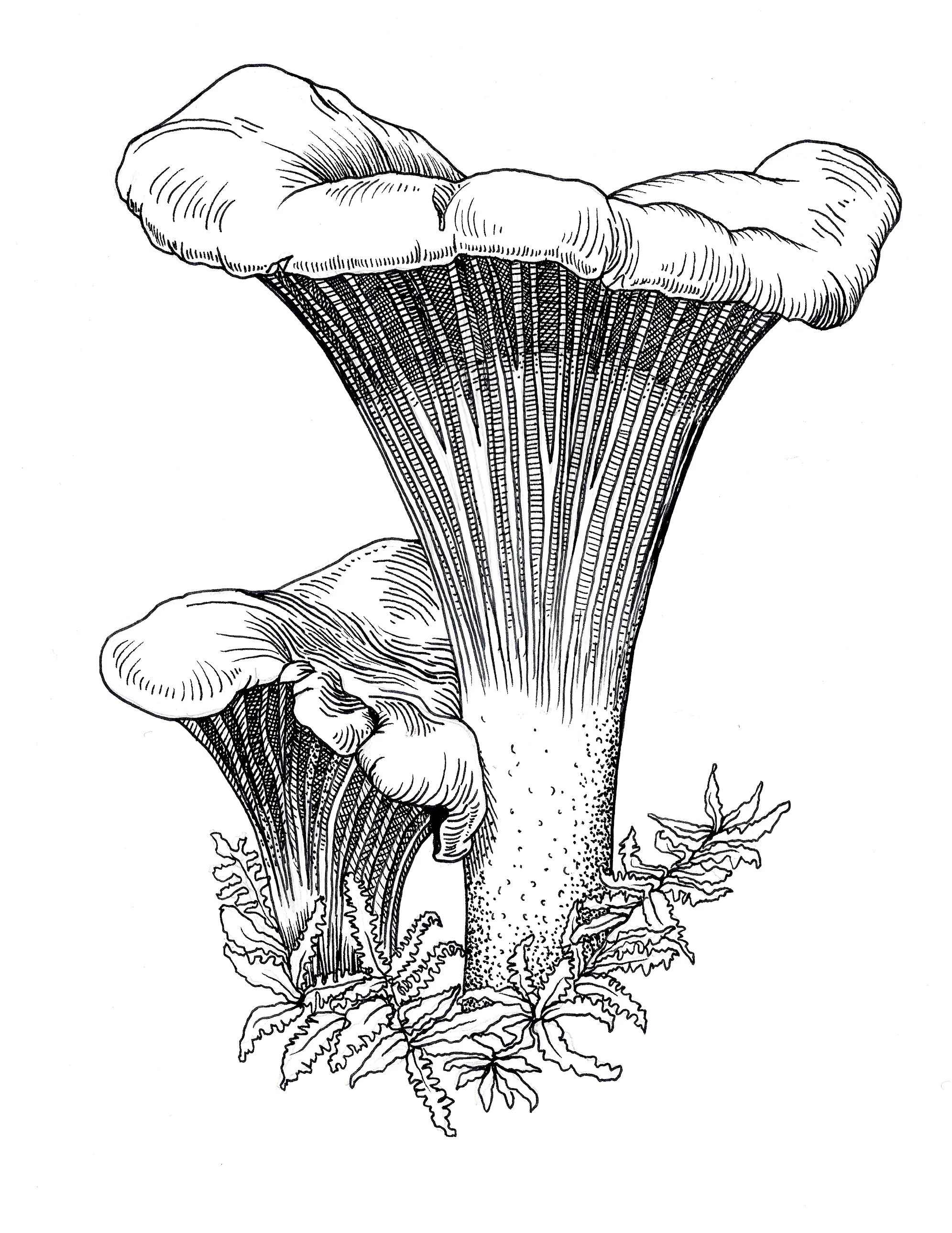 chantrelle mushroom.jpg