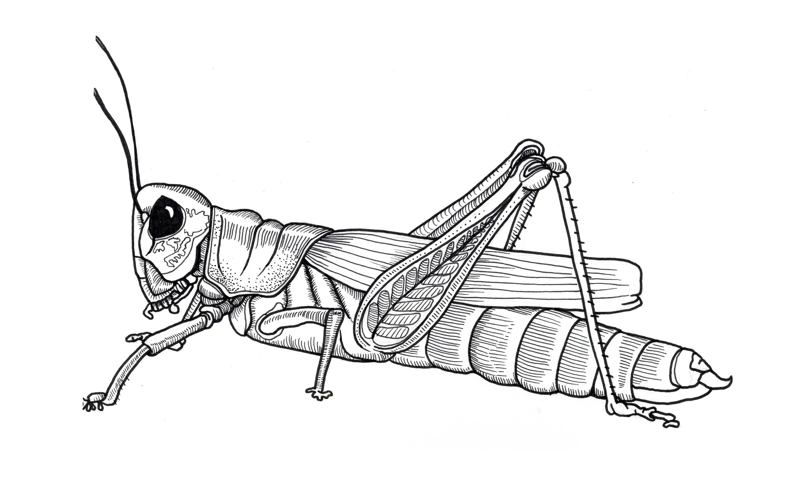 grasshopper.jpg