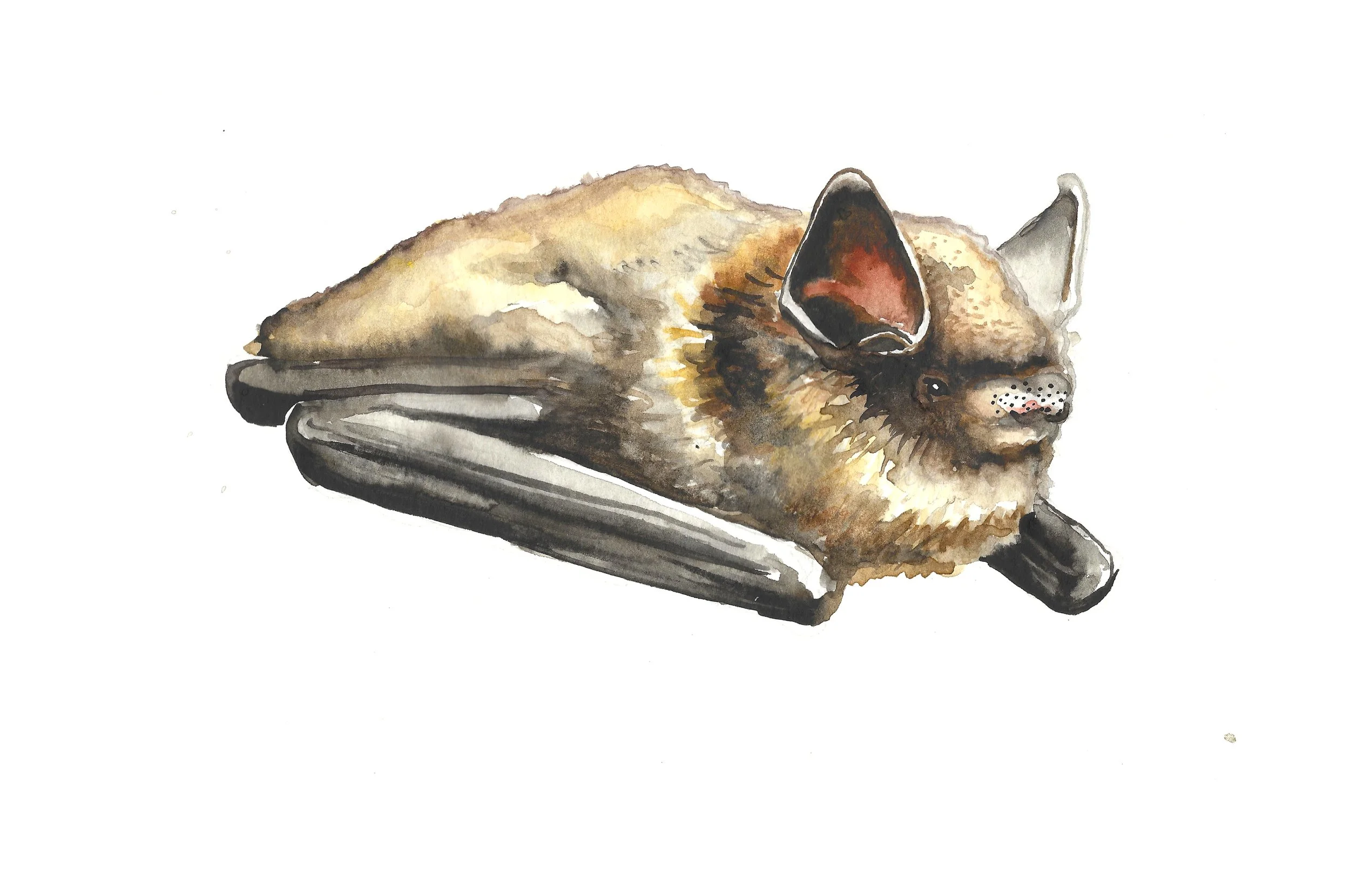little brown bat.jpeg