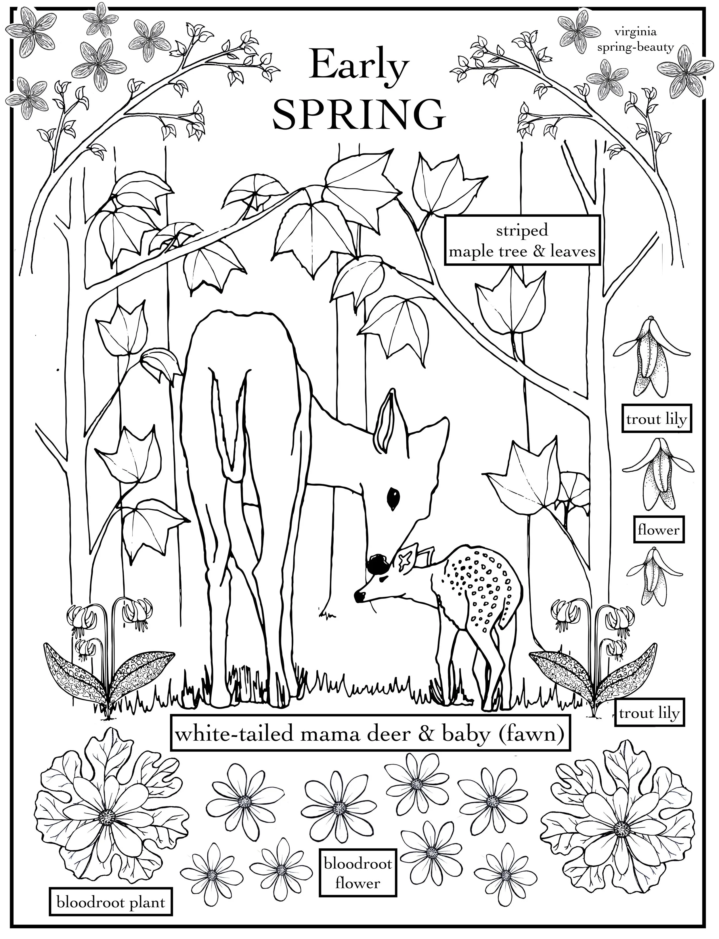 coloring page - spring deer.jpg
