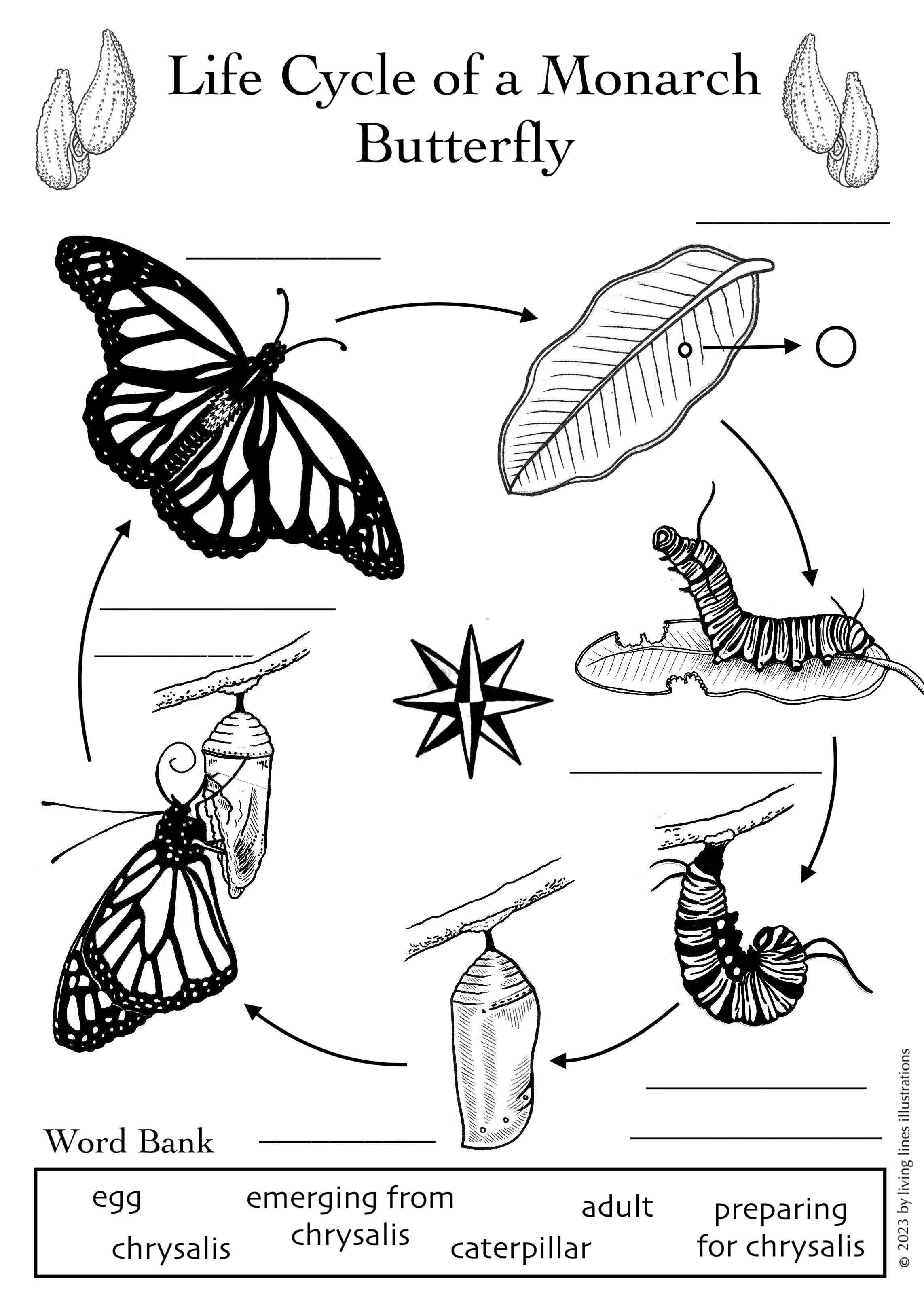 Life cycle pg - Monarch.jpg