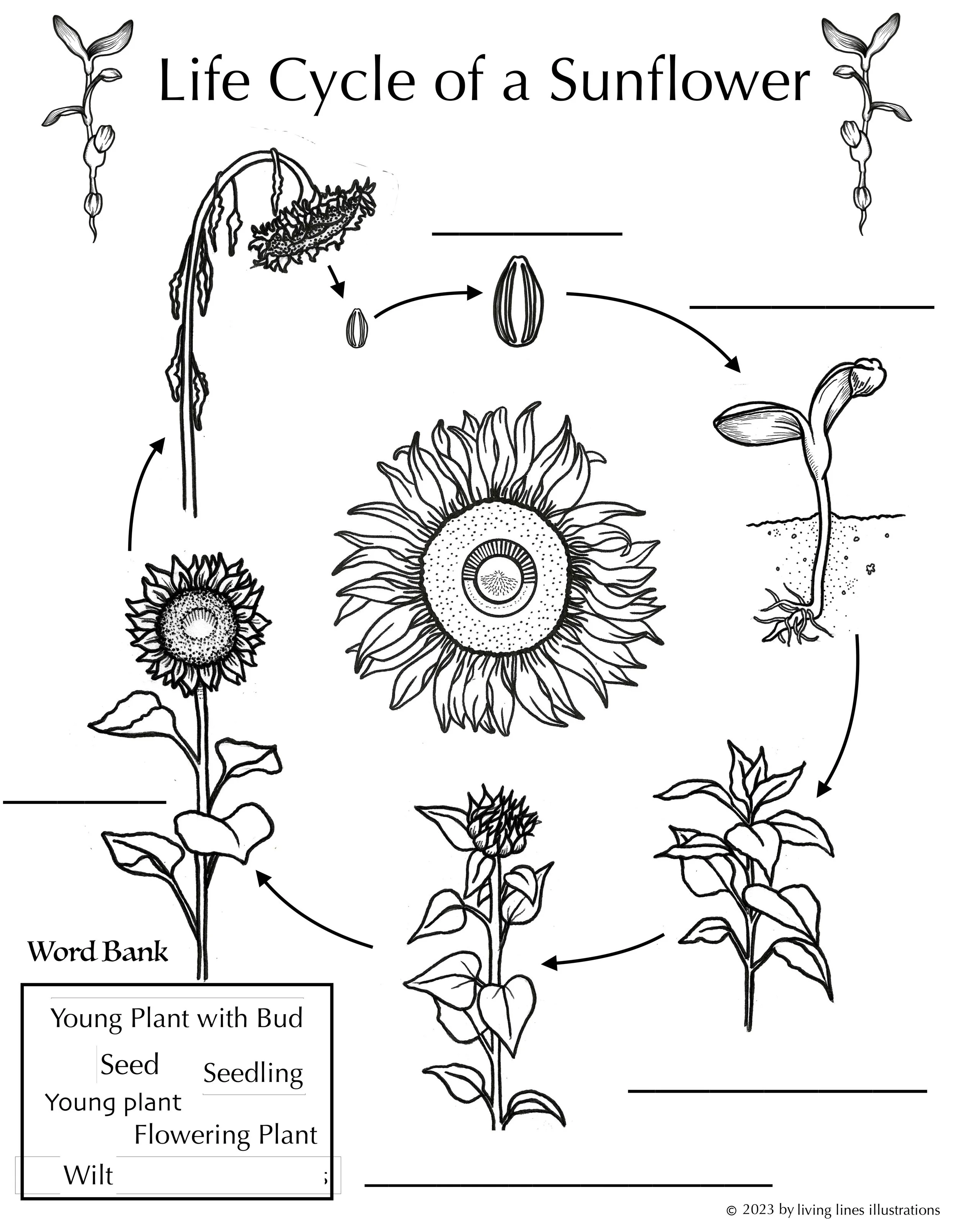 Life cycle page - Sunflower.jpg