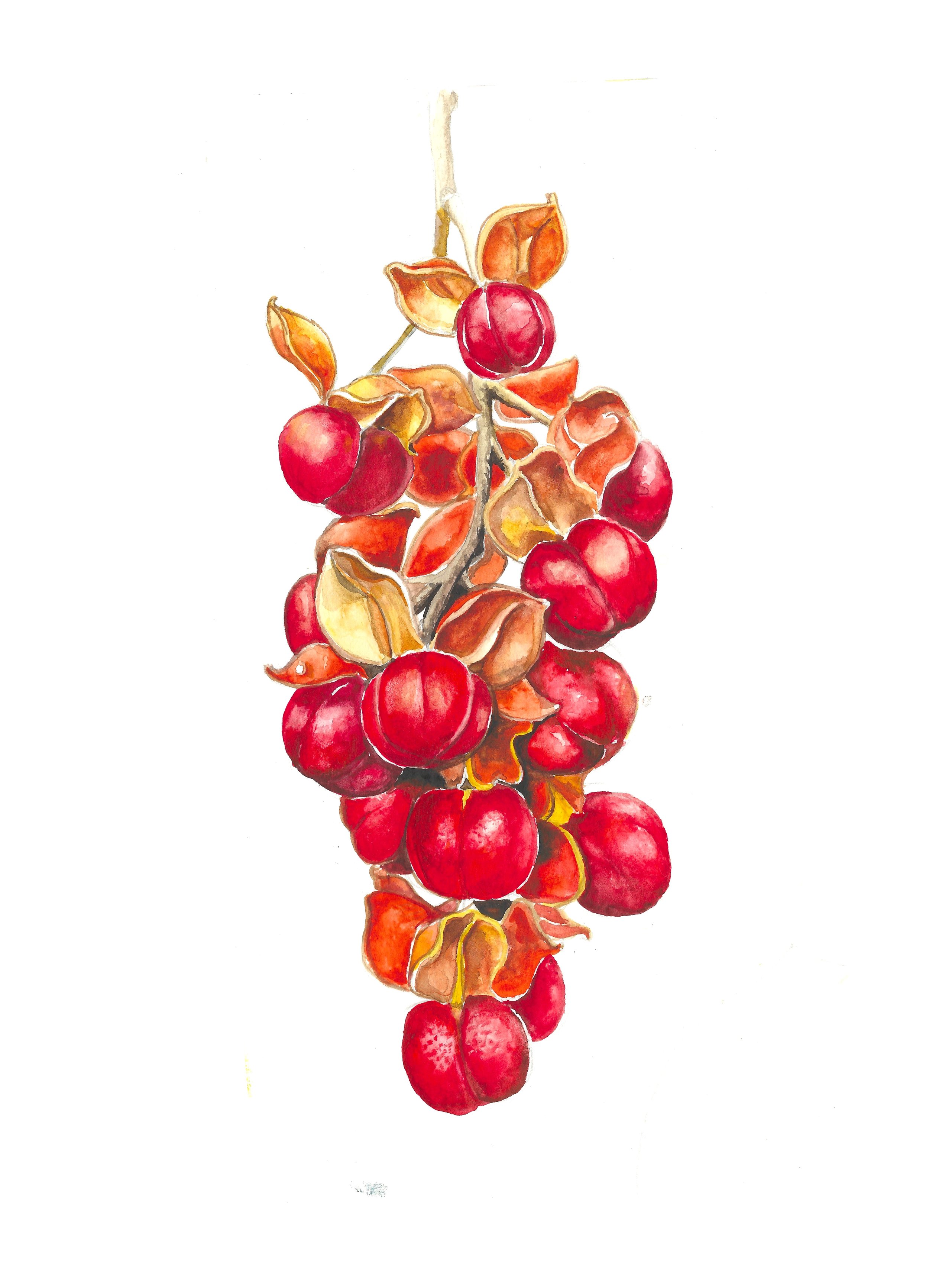 bittersweet painted.jpeg