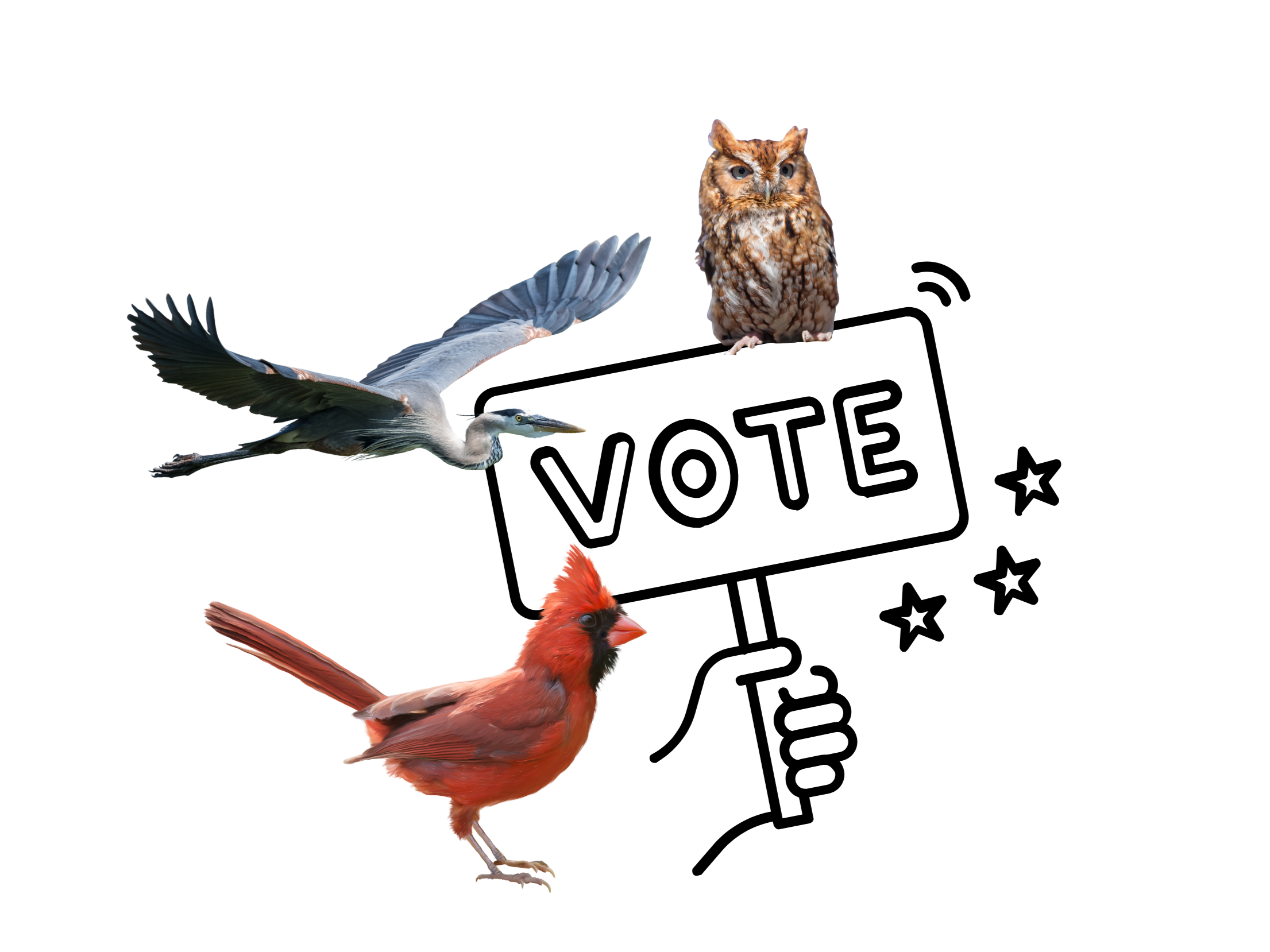 Vote for Halton Hills' Official Town Bird - Round 2