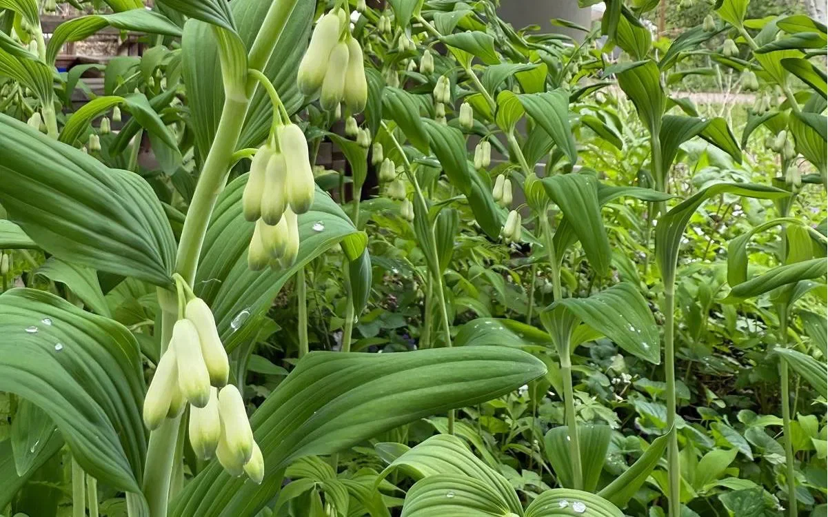 Education from Gardens and Nature