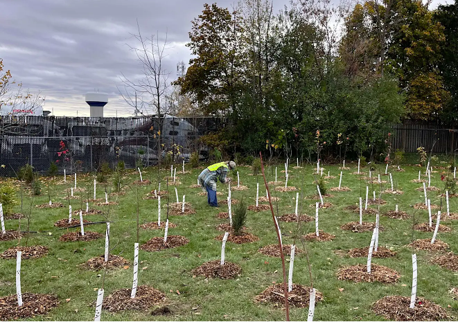 Trees for Halton Hills Tree Planting