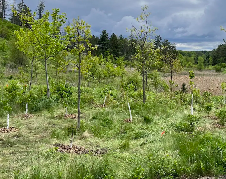 Trees for Halton Hills Tree Planting 