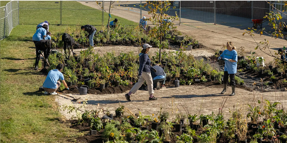 Rain Garden Maintenance