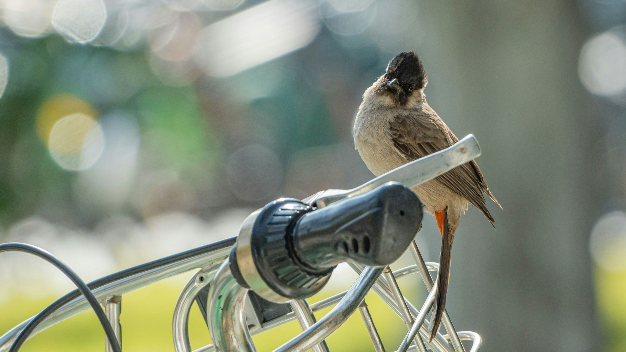 Bikes &amp; Birds Ride (Georgetown)