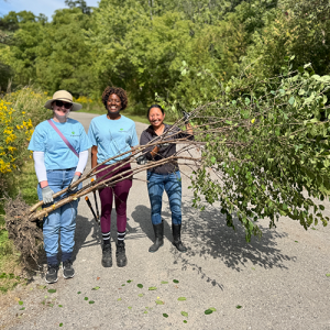 Tanners Woodlot Invasive Plant Removal