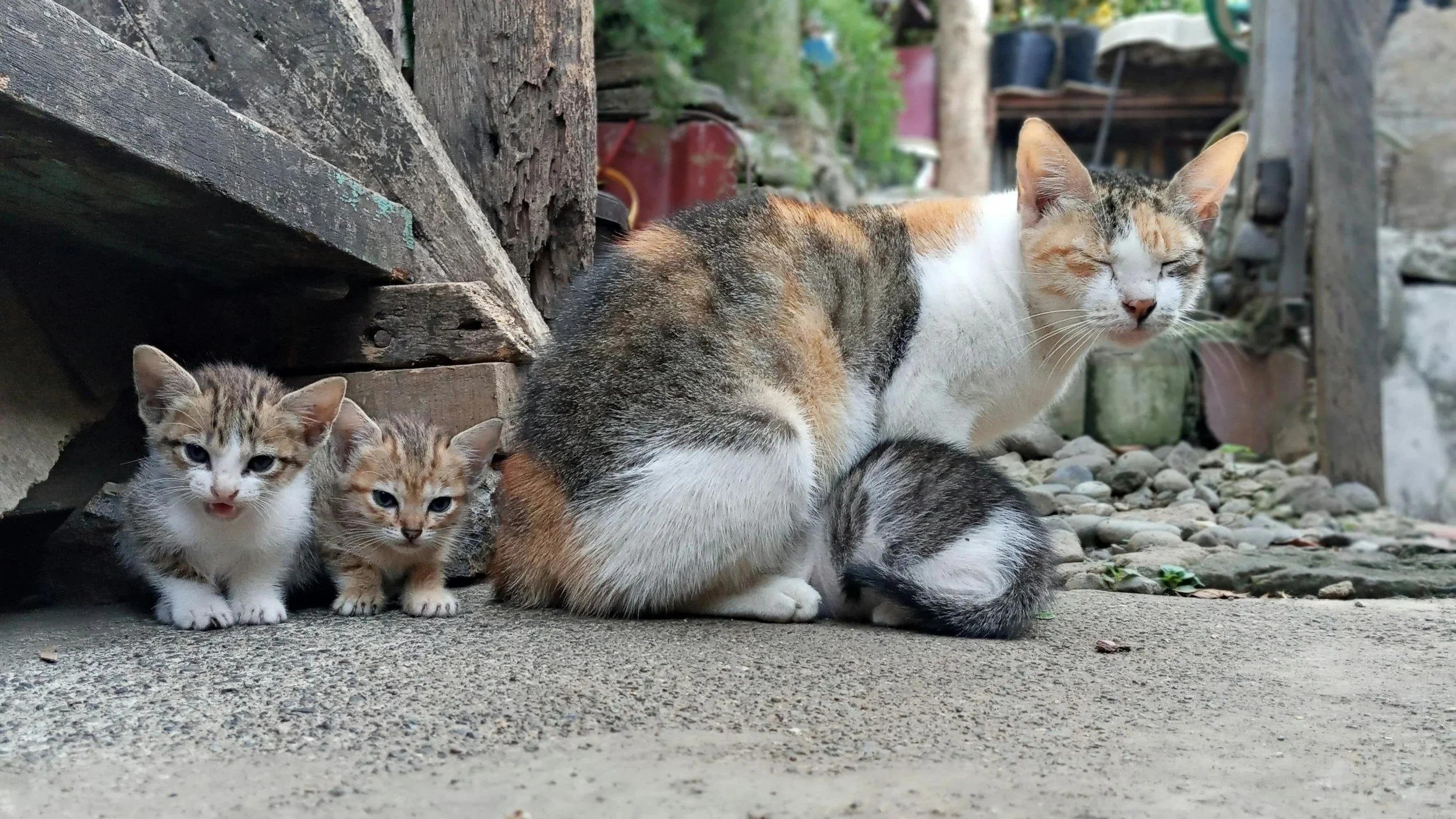 How to Help During Kitten Season