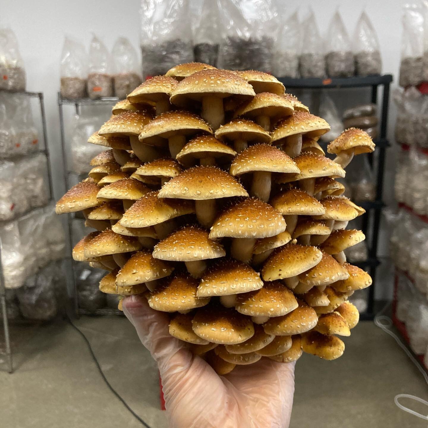 A big goal of ours this year has been to trial new and different varieties, like these chestnut mushrooms.

Every variety of mushroom has different requirements, whether they be temperature, humidity, oxygen levels, colonization time, etc.

These guy