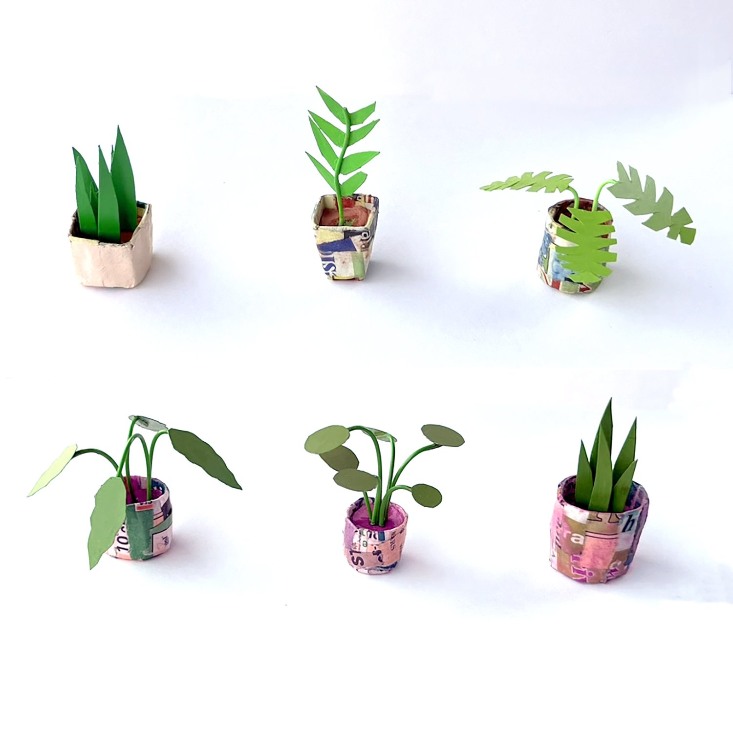 mini plants Boyhen.jpg
