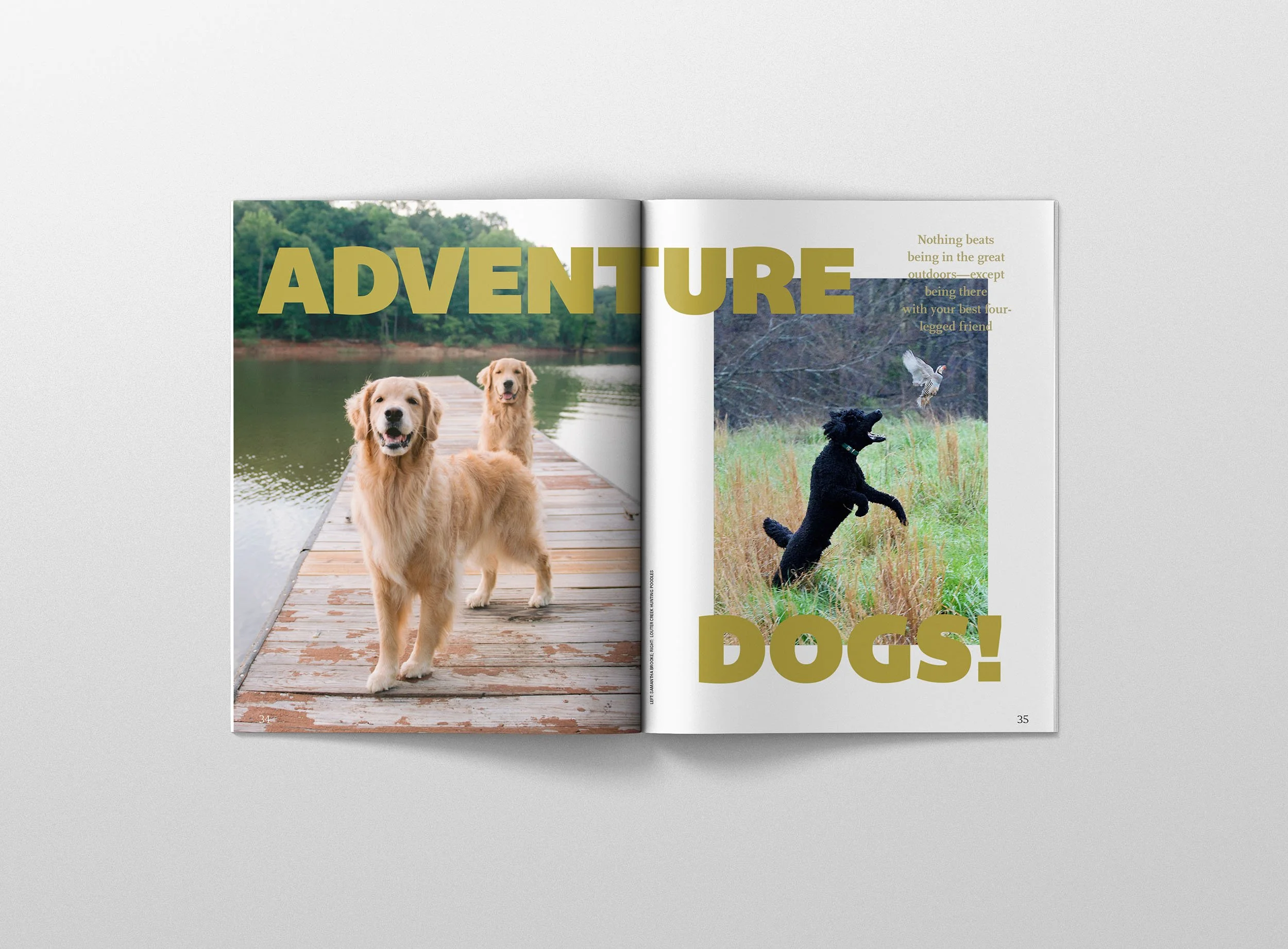 Adventure dogs