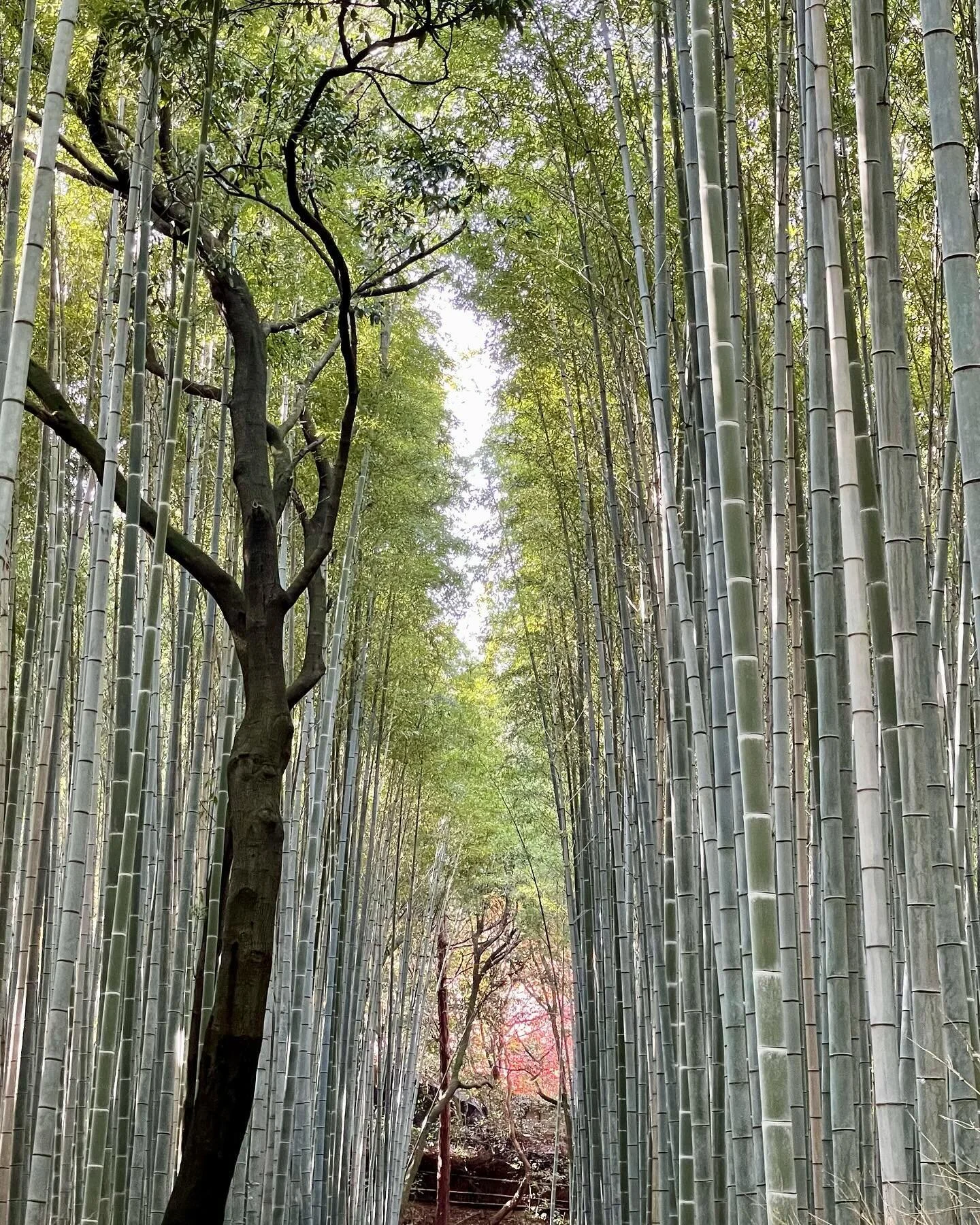 K Y O T O 🇯🇵 Kyoto is renowned for Sakura blossom viewing in Spring, but the leaf-changing season here is also magical. Highlights + tips below from our time in Kyoto.👇

🏨 S T A Y

Of all the Four Season properties we&rsquo;ve stayed at, @fskyoto