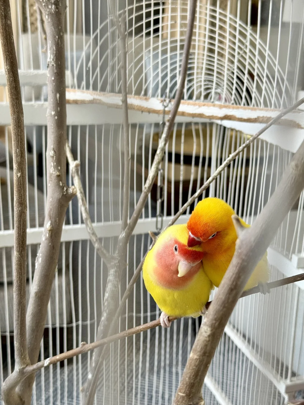 FS Marrakech - property birds 2.jpeg