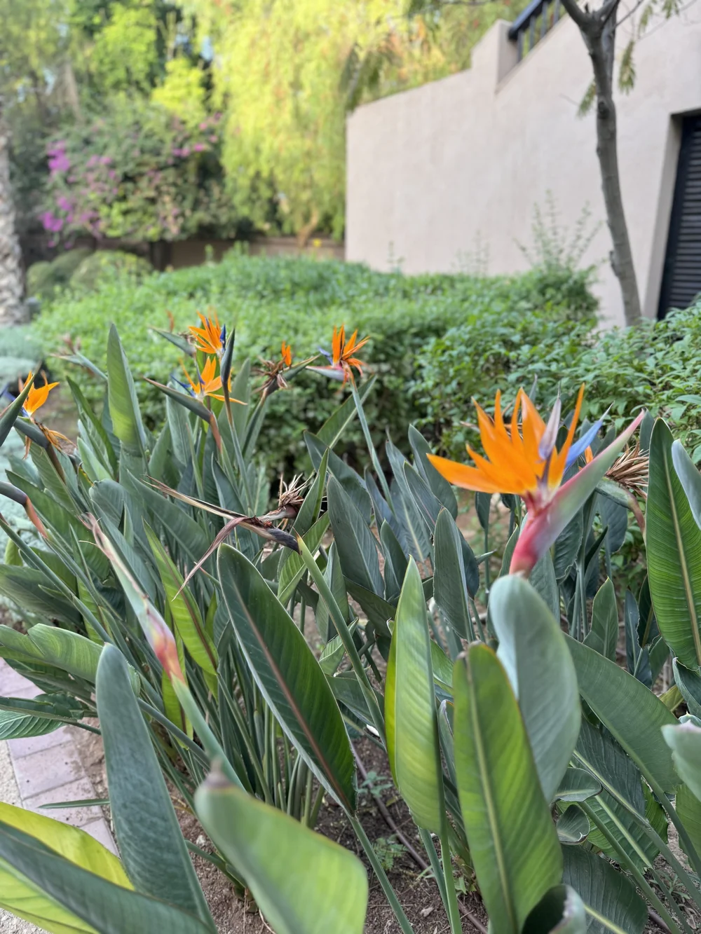 FS Marrakech - property flowers.jpeg