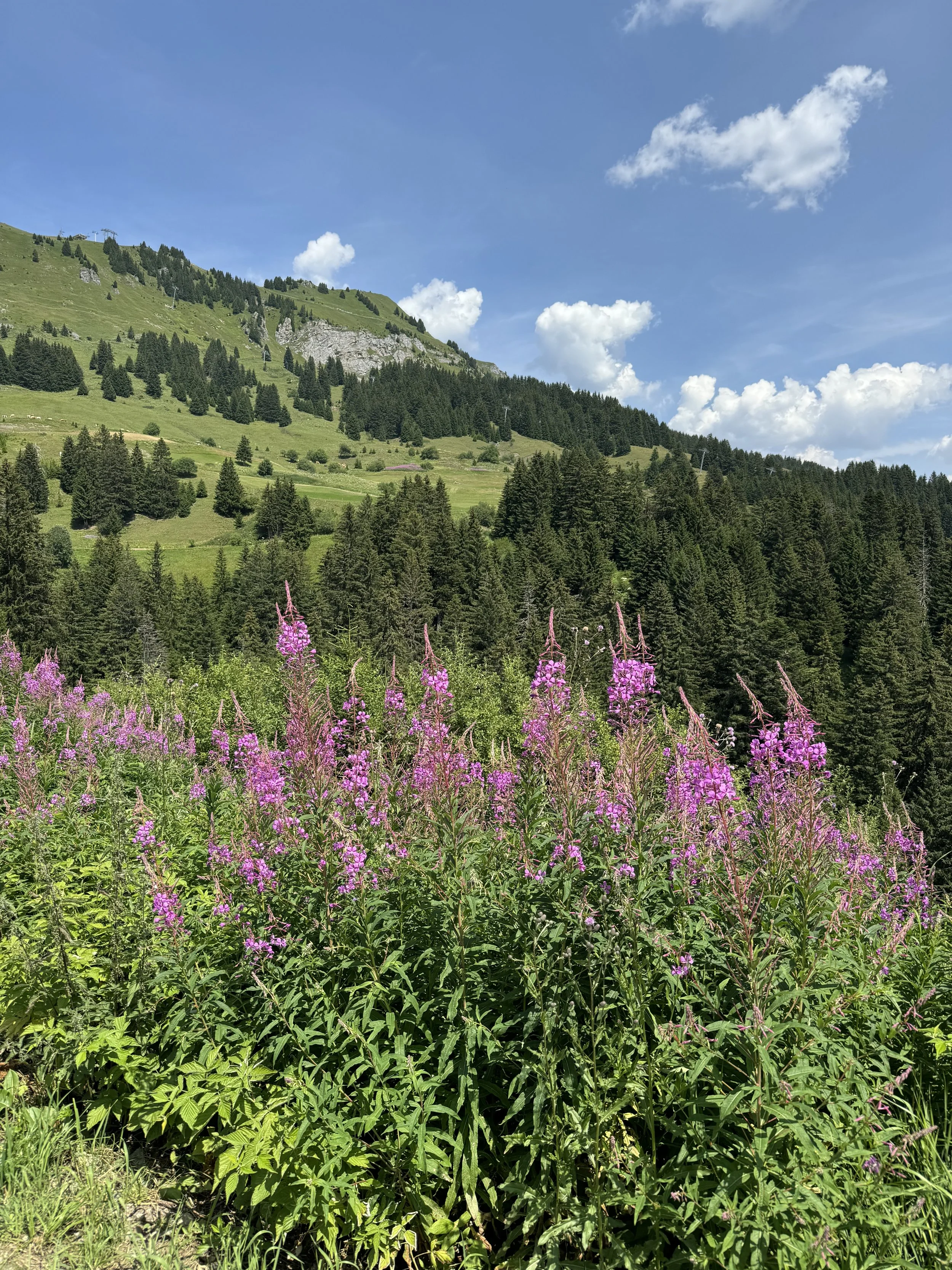 IMG_3421.jpeg
