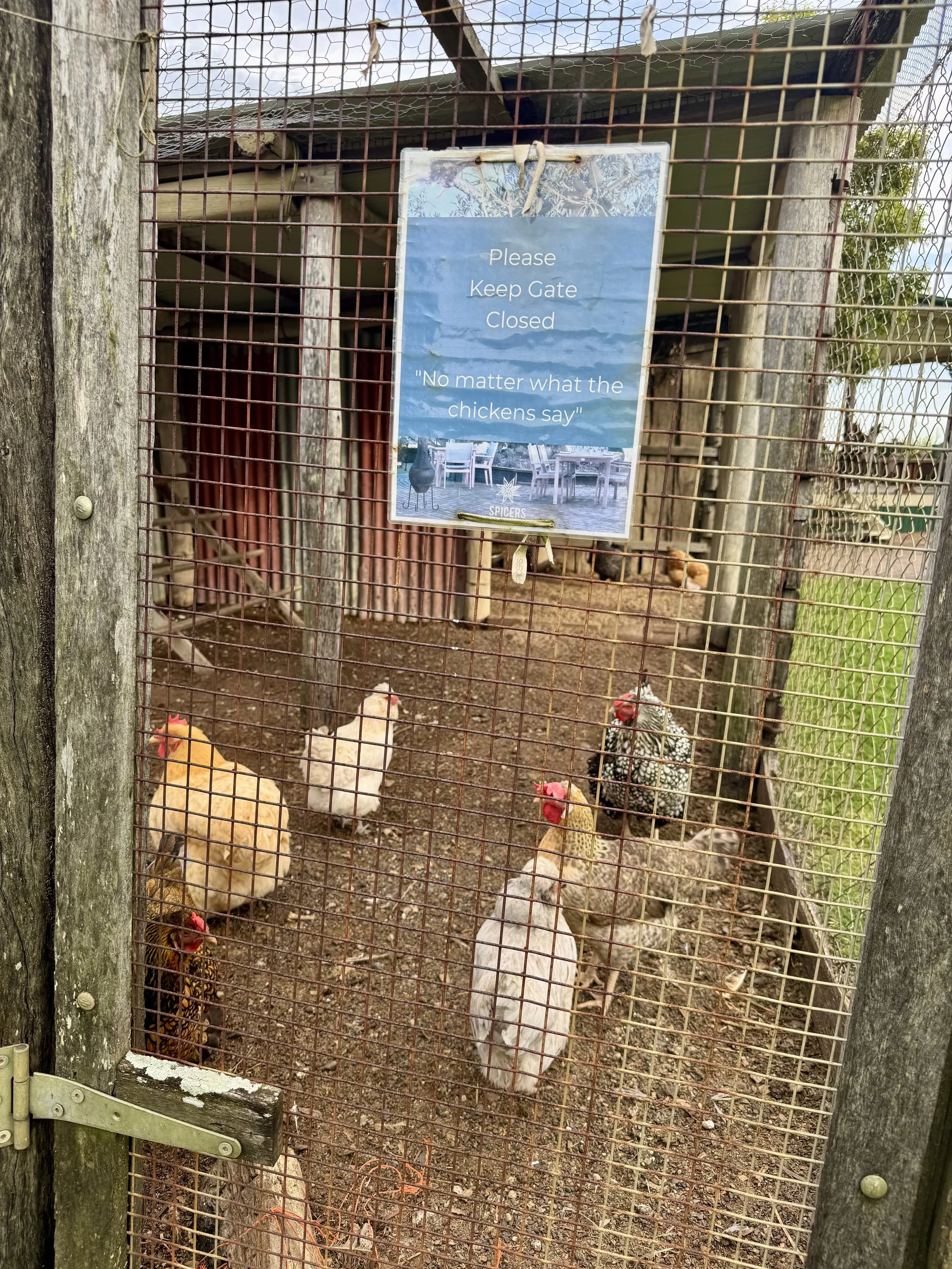 SpicersHV-chickens.jpeg