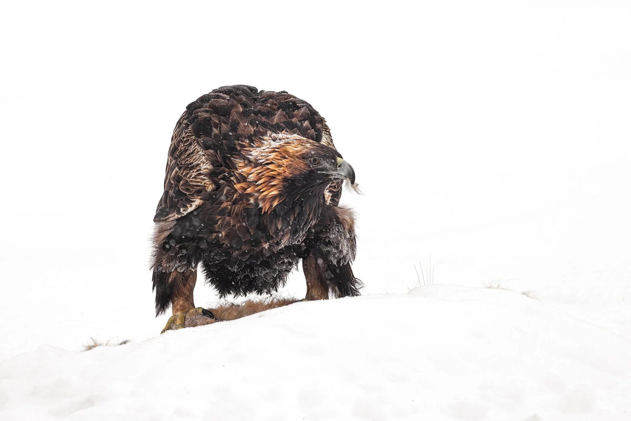 Golden Eagle (Aquila chrysaetos)