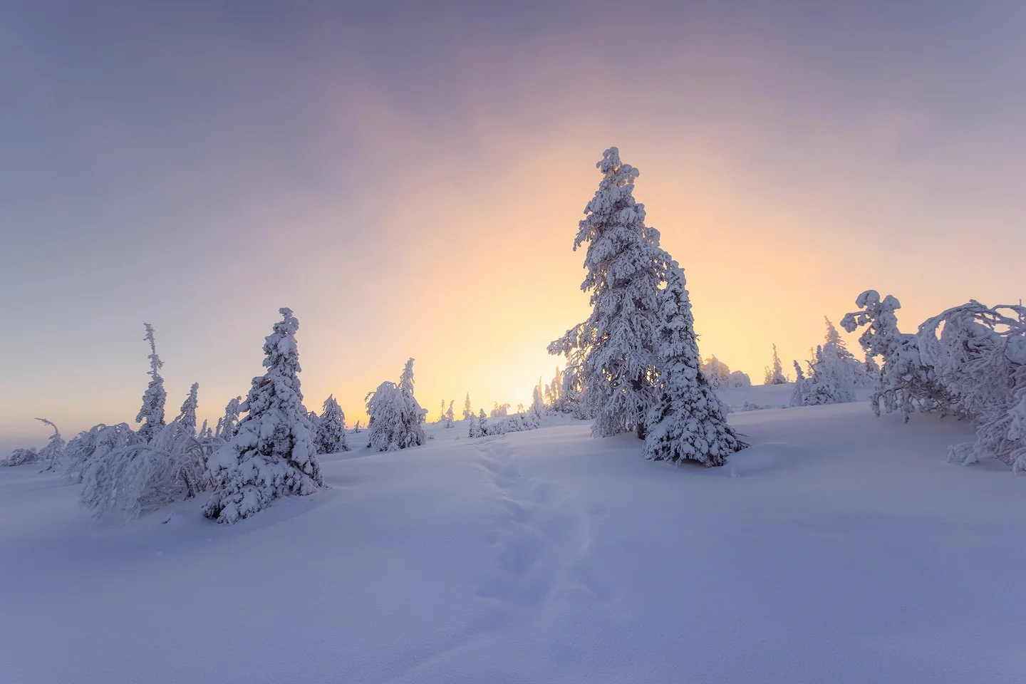 Riisitunturi National Park, 2025