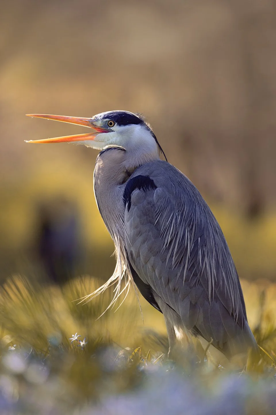 Gray heron (Ardea herodias)