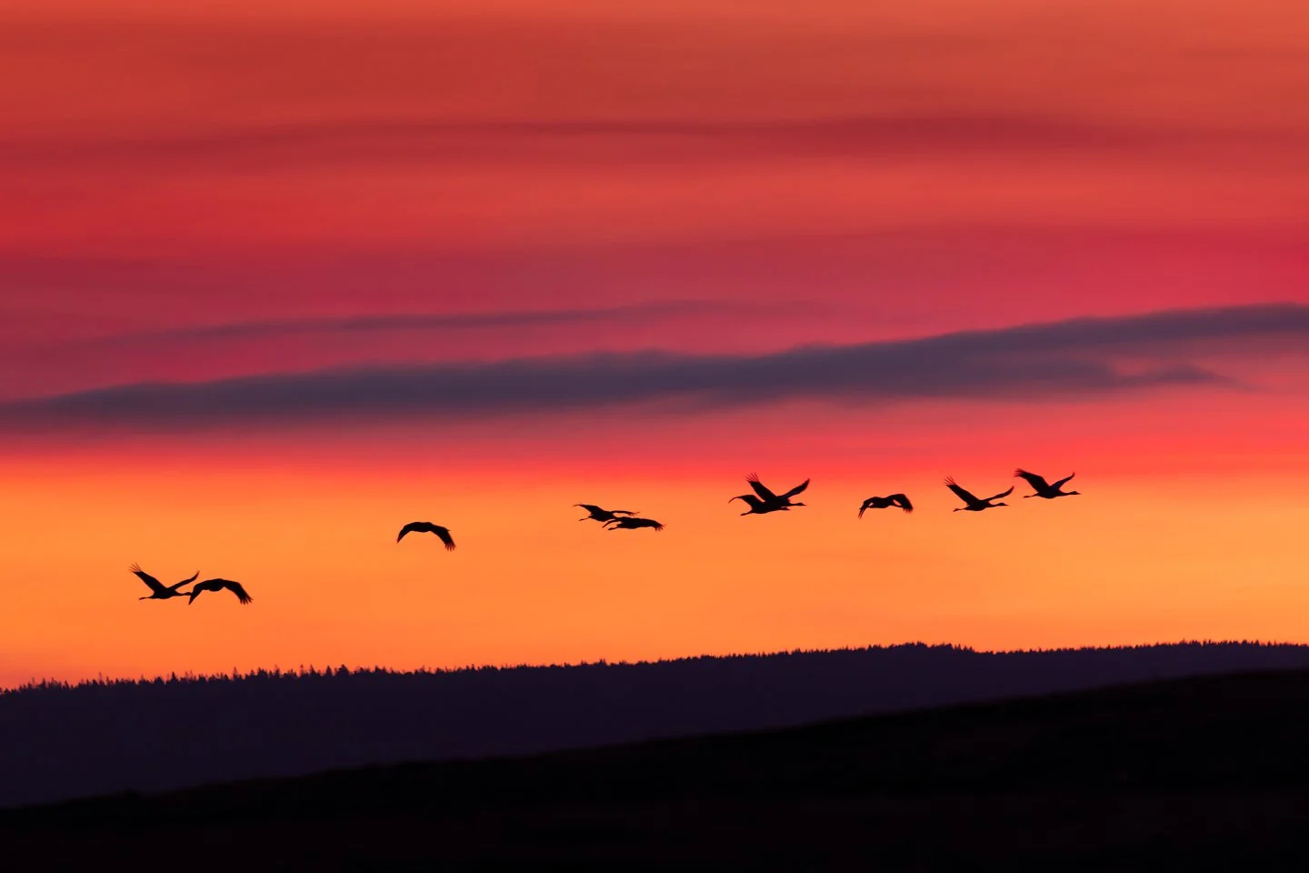 Common crane (Grus grus)