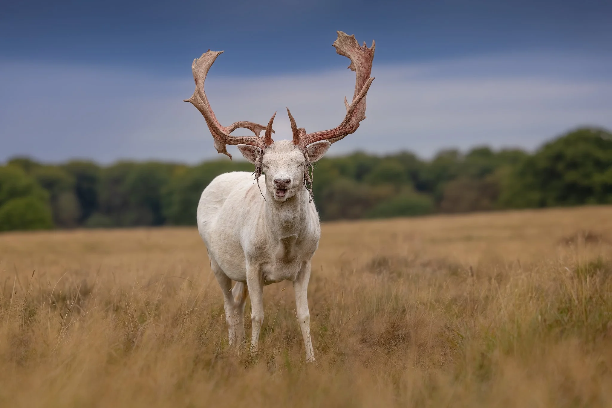 Fallow Deer (Dama dama)
